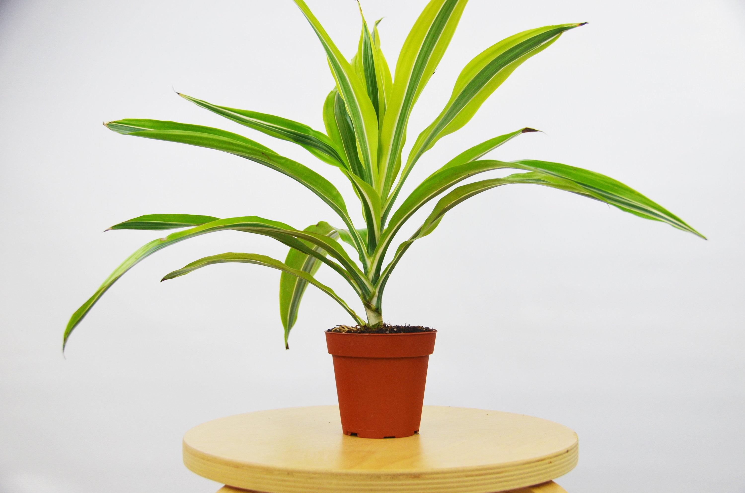 House Plant Shop House Plant Shop Live Dracaena Plant