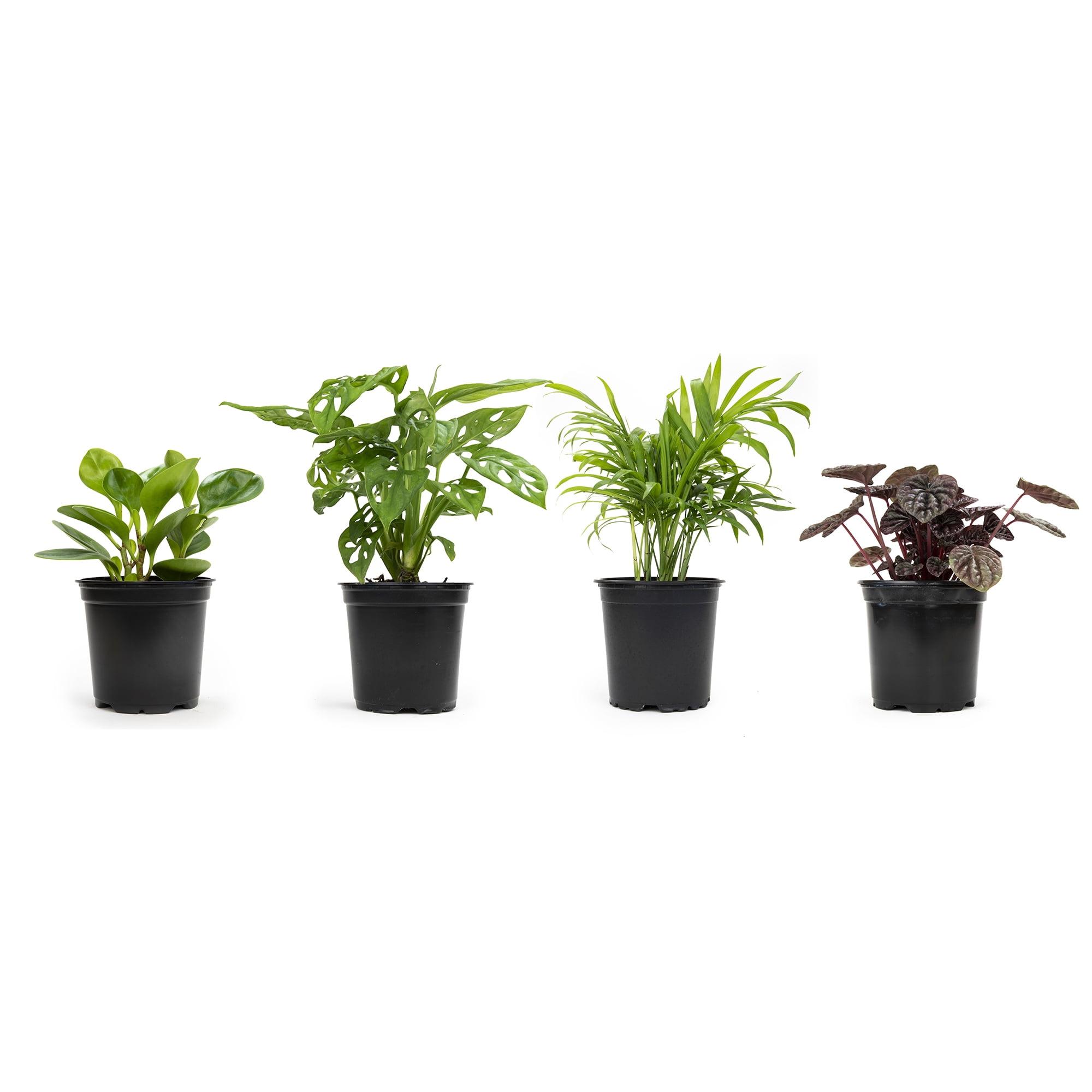 Eco-Friendly 4-Pack Assorted Foliage Indoor/Outdoor Plant Set in Black Plastic Pots