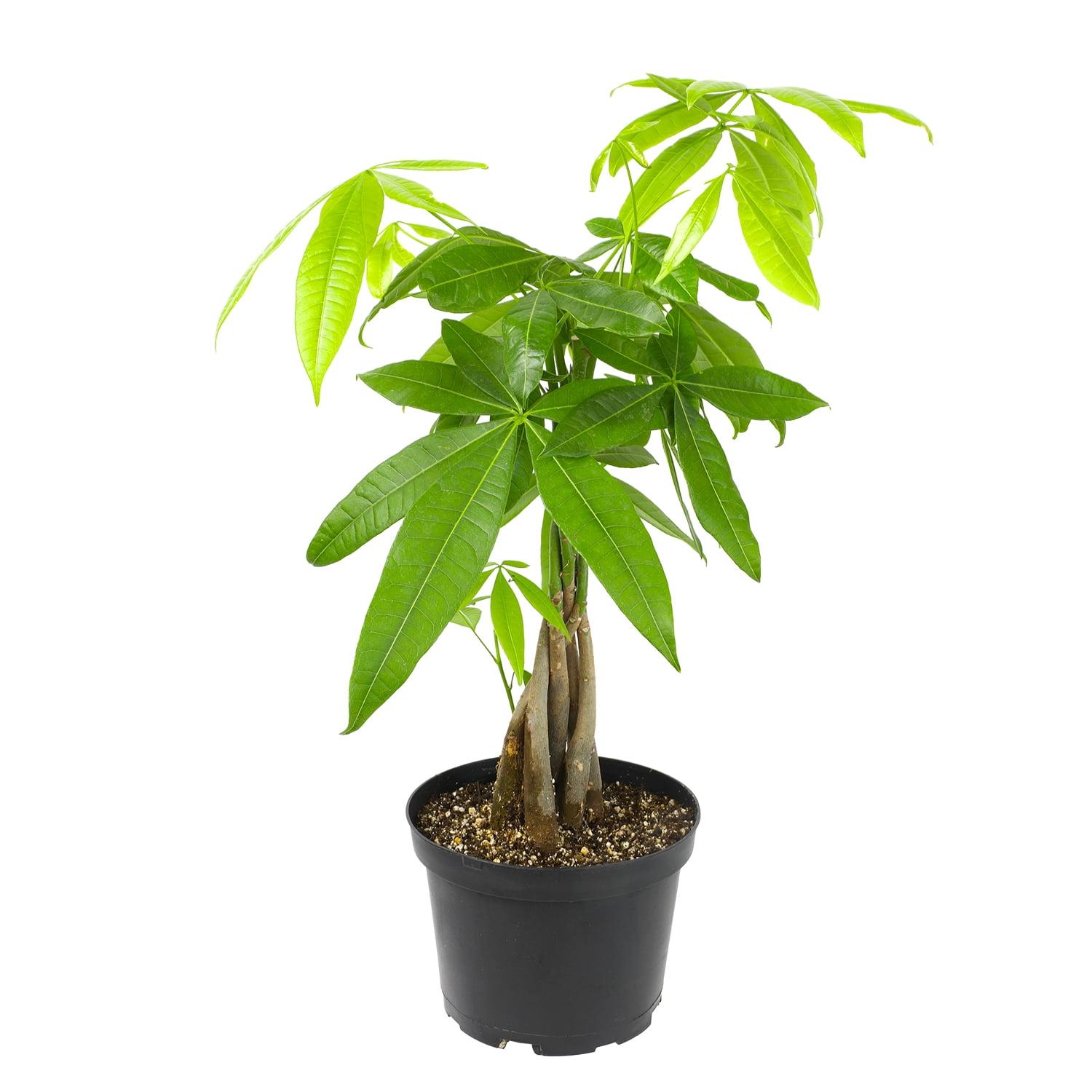 6in Money Tree Plant in Plastic Nursery Pot