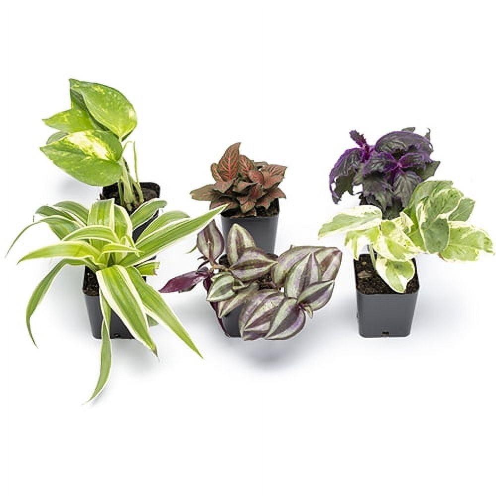 2in Assorted Foliage in Plastic Nursery Pot