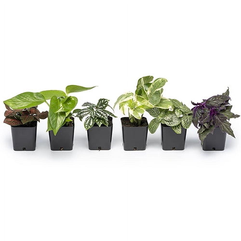 Live Houseplant (6PK) - 6 Air Purifying Plants - Easy Care - 2in Pots - Indirect Sunlight - Altman Plants