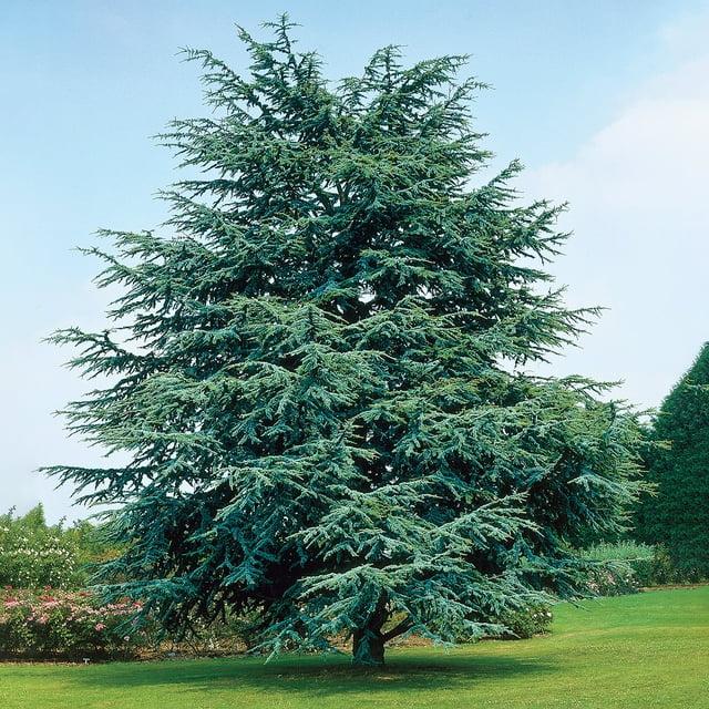 Electric Blue Deodora Cedar Tree Potted Evergreen Plant, in a 2.25 Gal. Pot