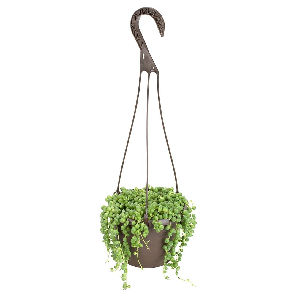 Senecio Radicans String of Pearls in Brown Plastic Hanging Planter