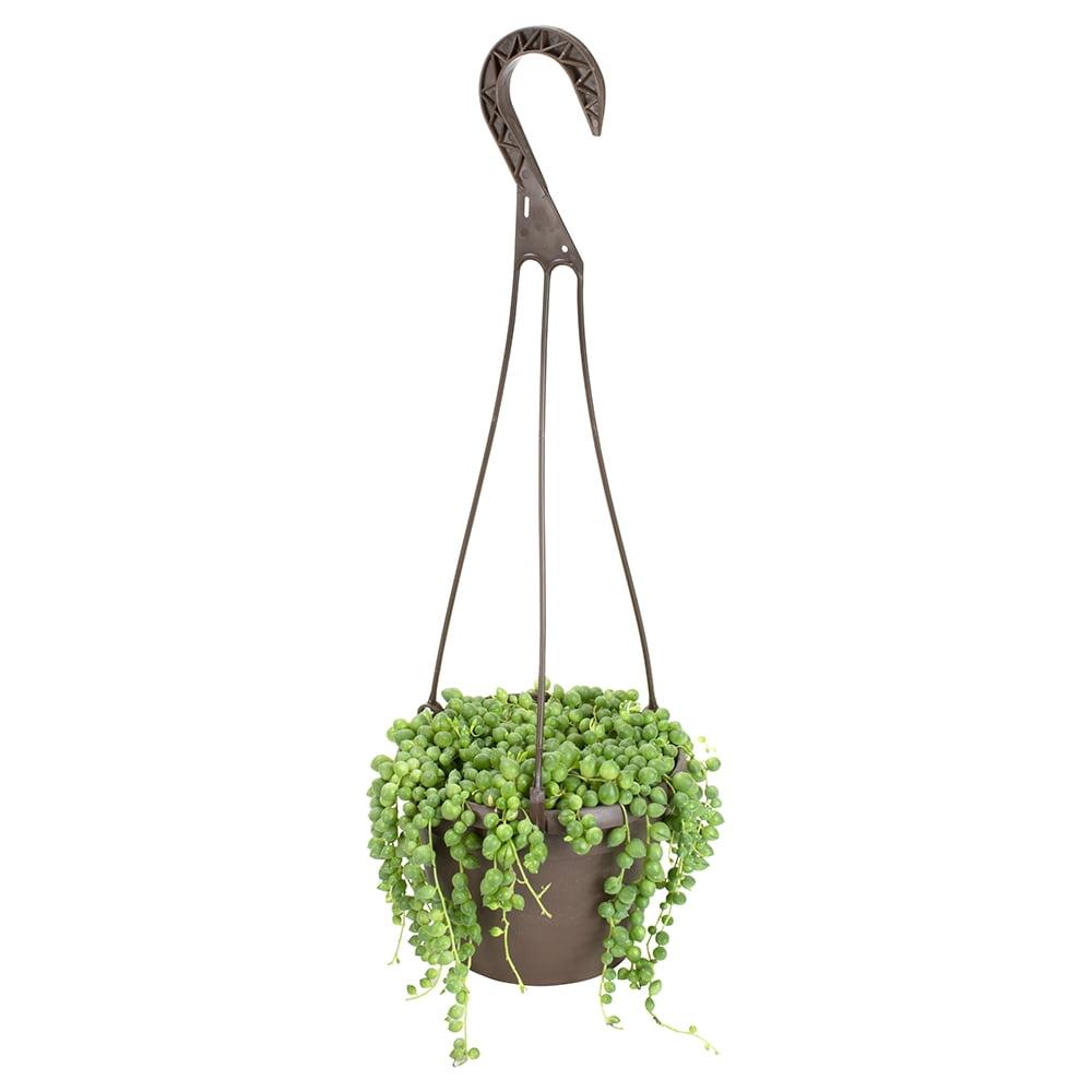 Element By Altman Plants String of Pearls Succulent (Senecio Rowleyanus) 6" Live Plant Hanging Basket