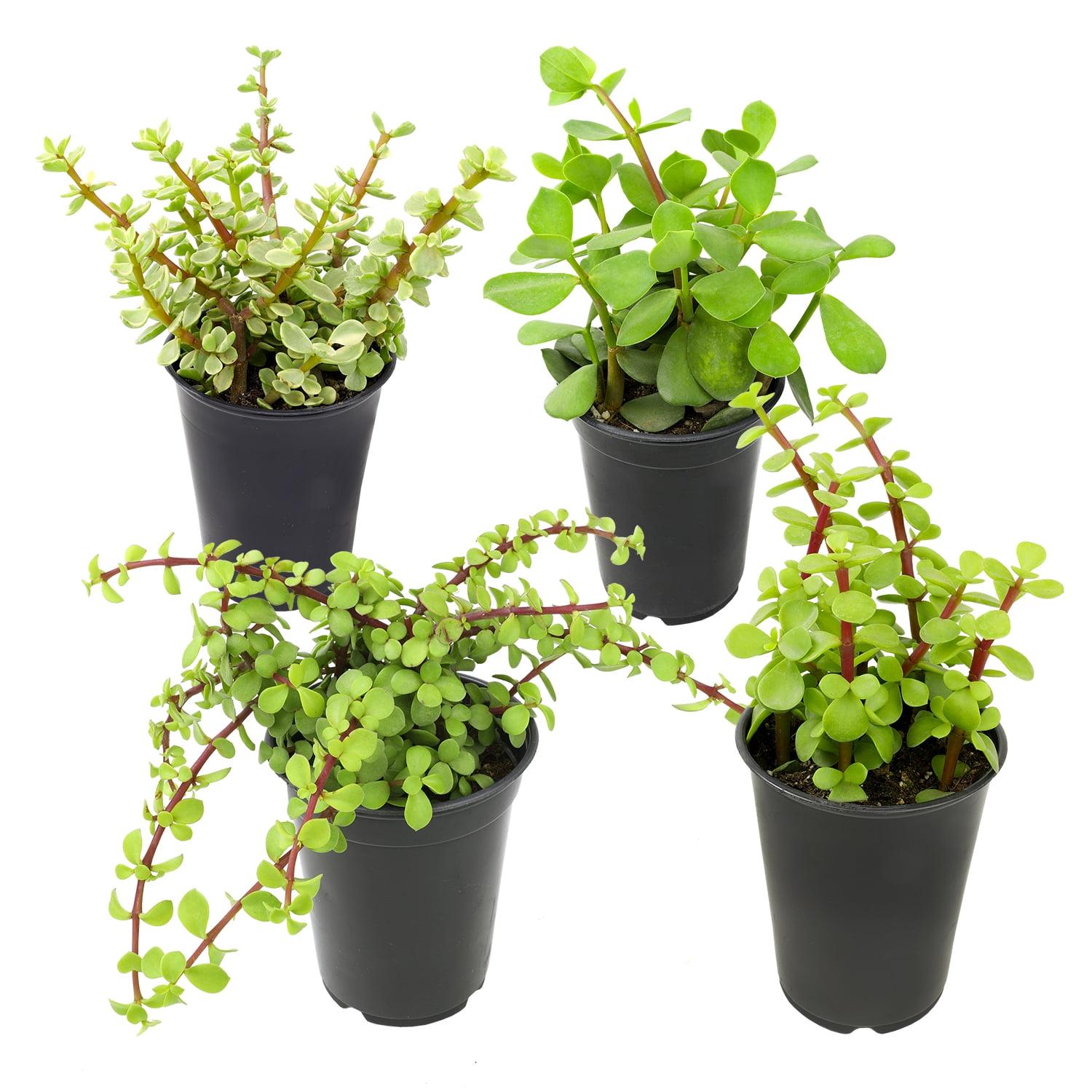 Large Green and Variegated Elephant Bush Succulent 4-Pack