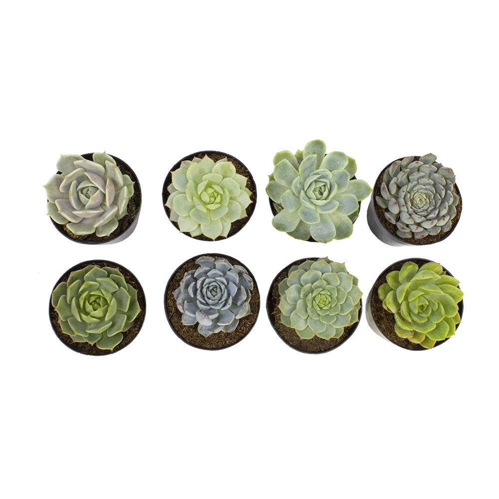 Vibrant Echeveria 4" Multicolor Succulent Collection - 8 Pack