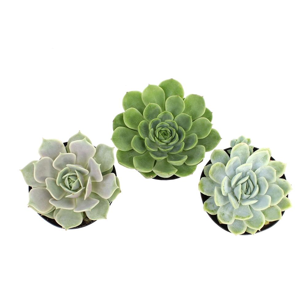 Assorted Echeveria Succulent Plants in 3.5 Inch Black Pots