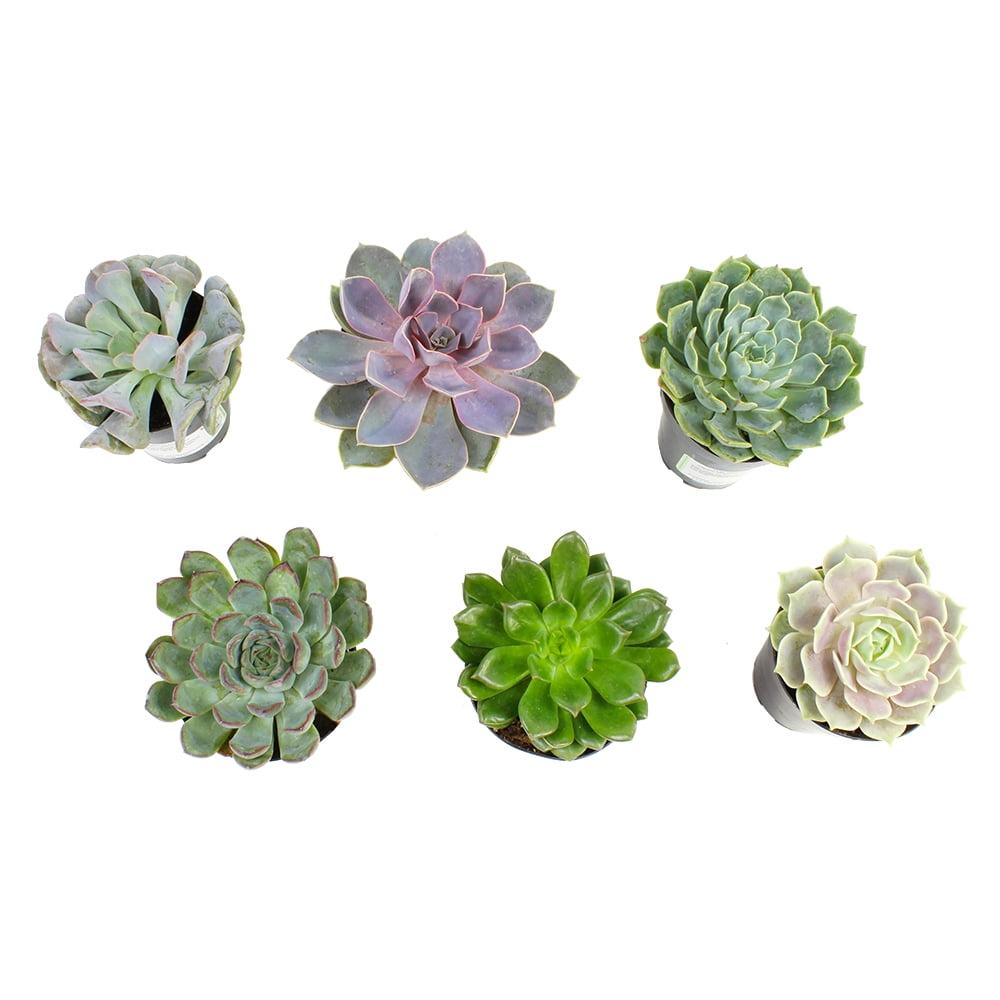 Altman Specialty Plants Live Succulent Plant in Nursery Pot