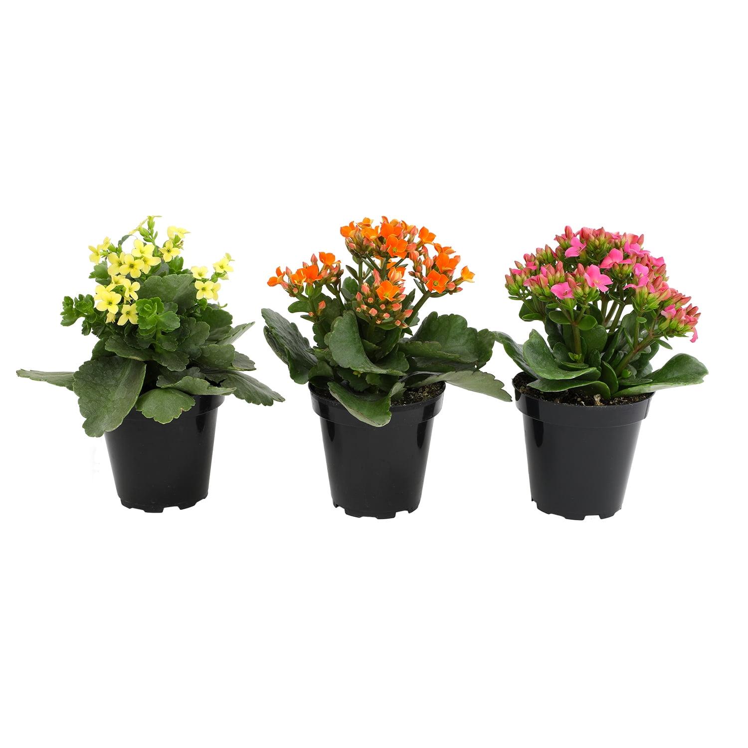 Element by Altman Plants 3.5IN Asst Kalanchoe (3 Pack)