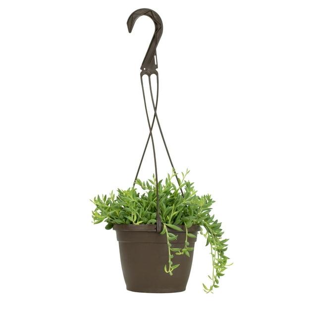 Element by Altman Plants 6" Senecio Radicans Bananas Live Hanging Succulent Basket