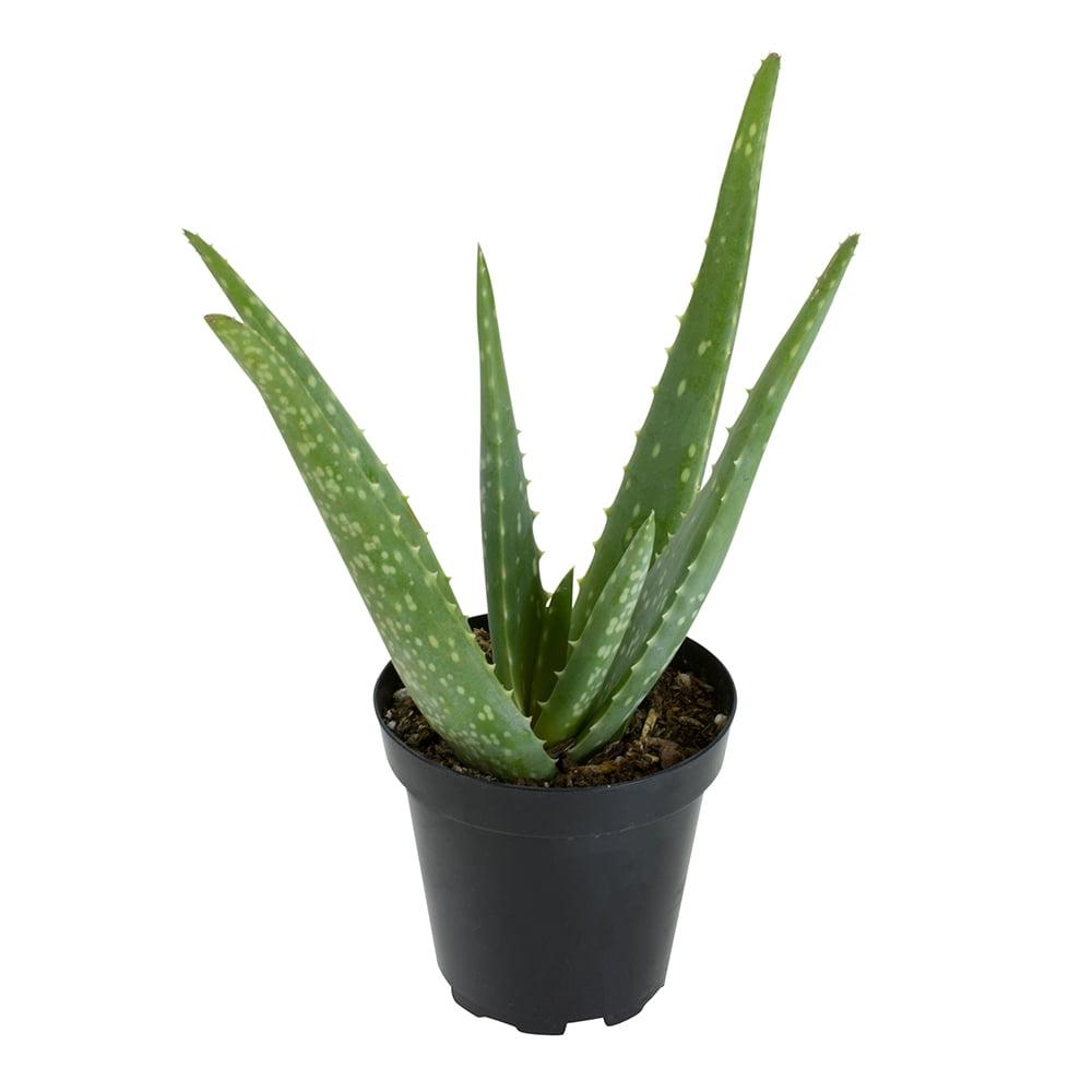 Aloe Vera 8" Green Succulent in Plastic Pot for Indoor/Outdoor