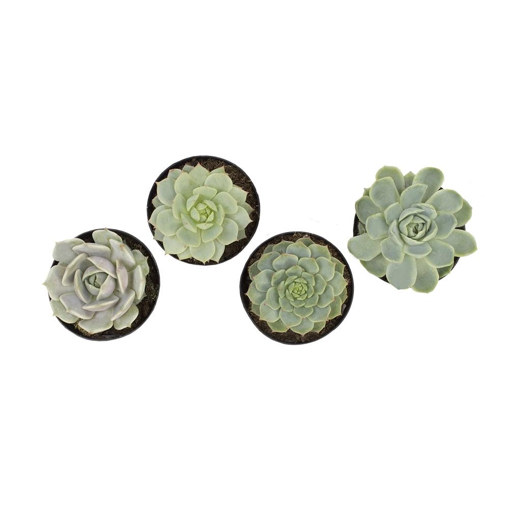 Assorted 2.5 Inch Echeveria Succulent Plants in Black Pots