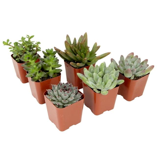 Altman Specialty Plants Live Succulent Plant in Nursery Pot