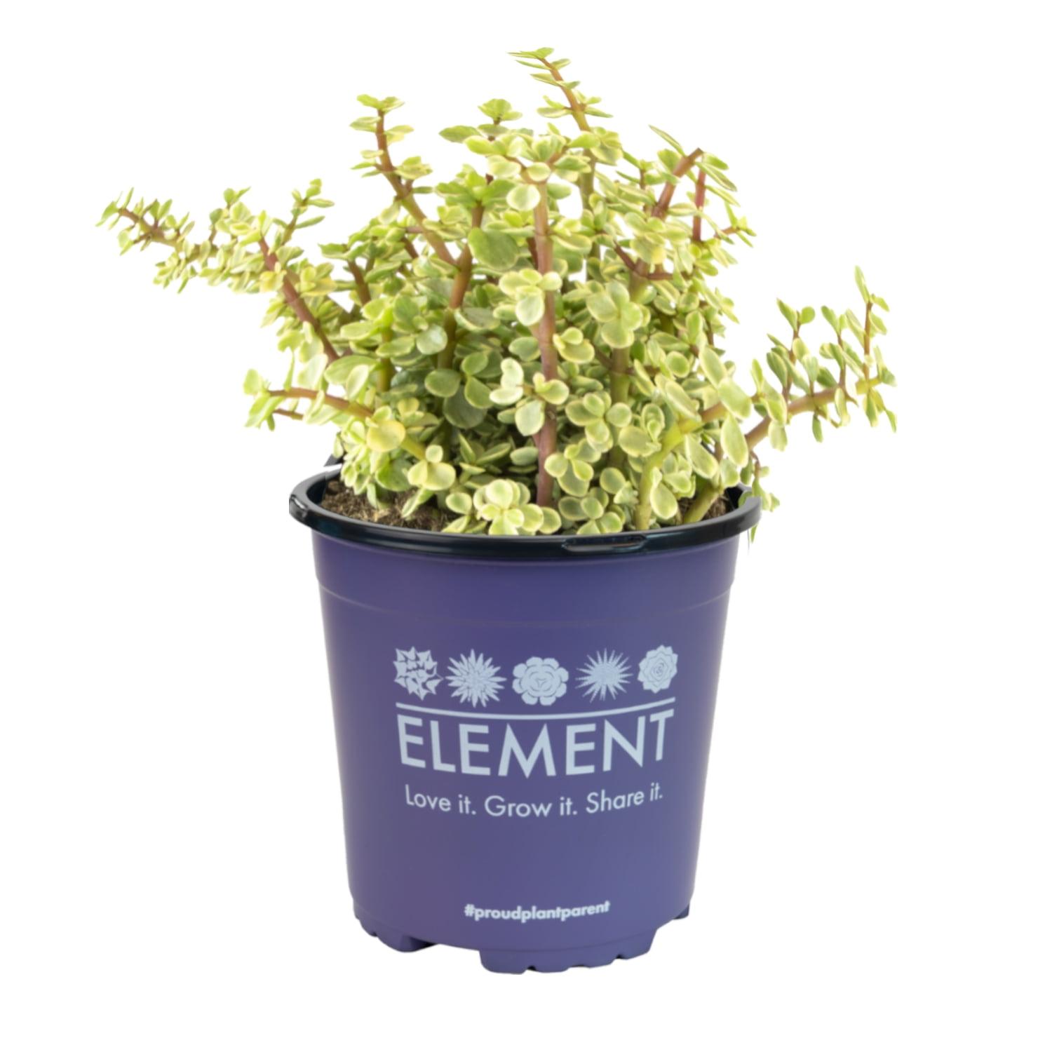 Altman Specialty Plants Live Succulent Plant in Nursery Pot