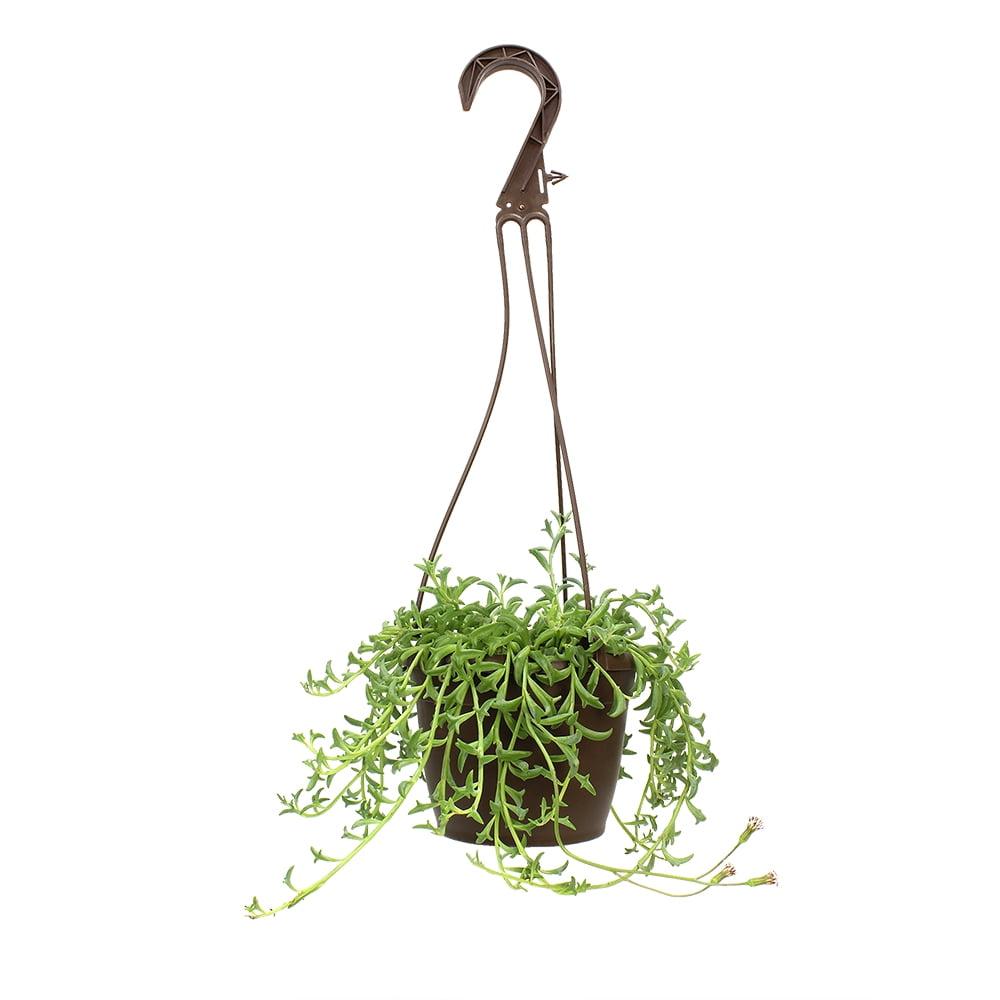 Element by Altman Plants String of Dolphins Succulent (Senecio Peregrinus) 6" Easy Live Plant Hanging Basket