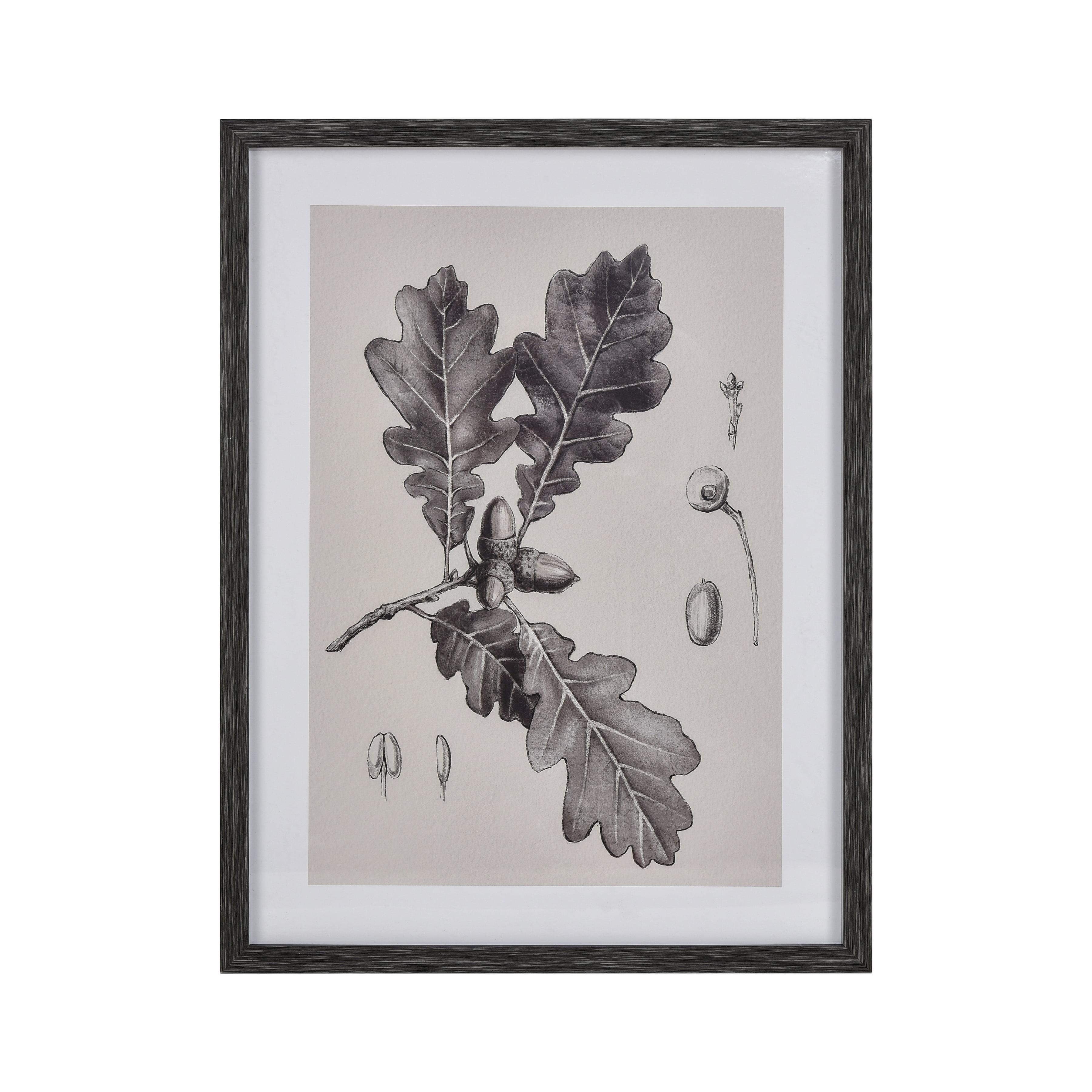 Oak Botanic Charcoal Study Framed Canvas Wall Art