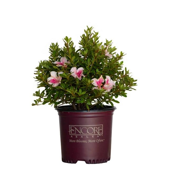 Encore Azalea 1 Gallon Autum Chiffon Encore Azalea Live Low Maintenance Plant