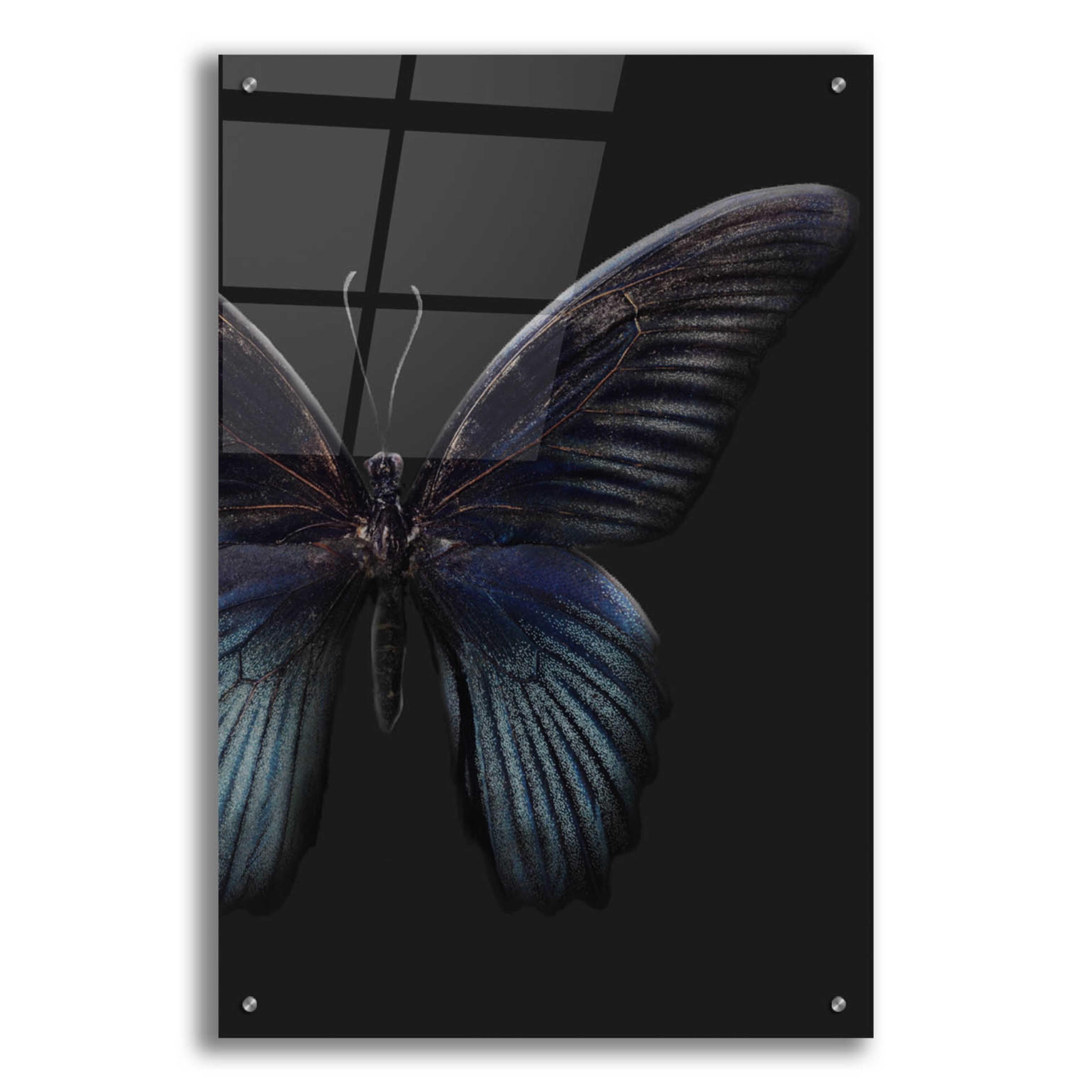 Latitude Run® " Black Butterfly On Grey " by Design Fabrikken