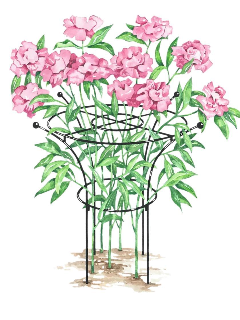 Essex Plant Supports