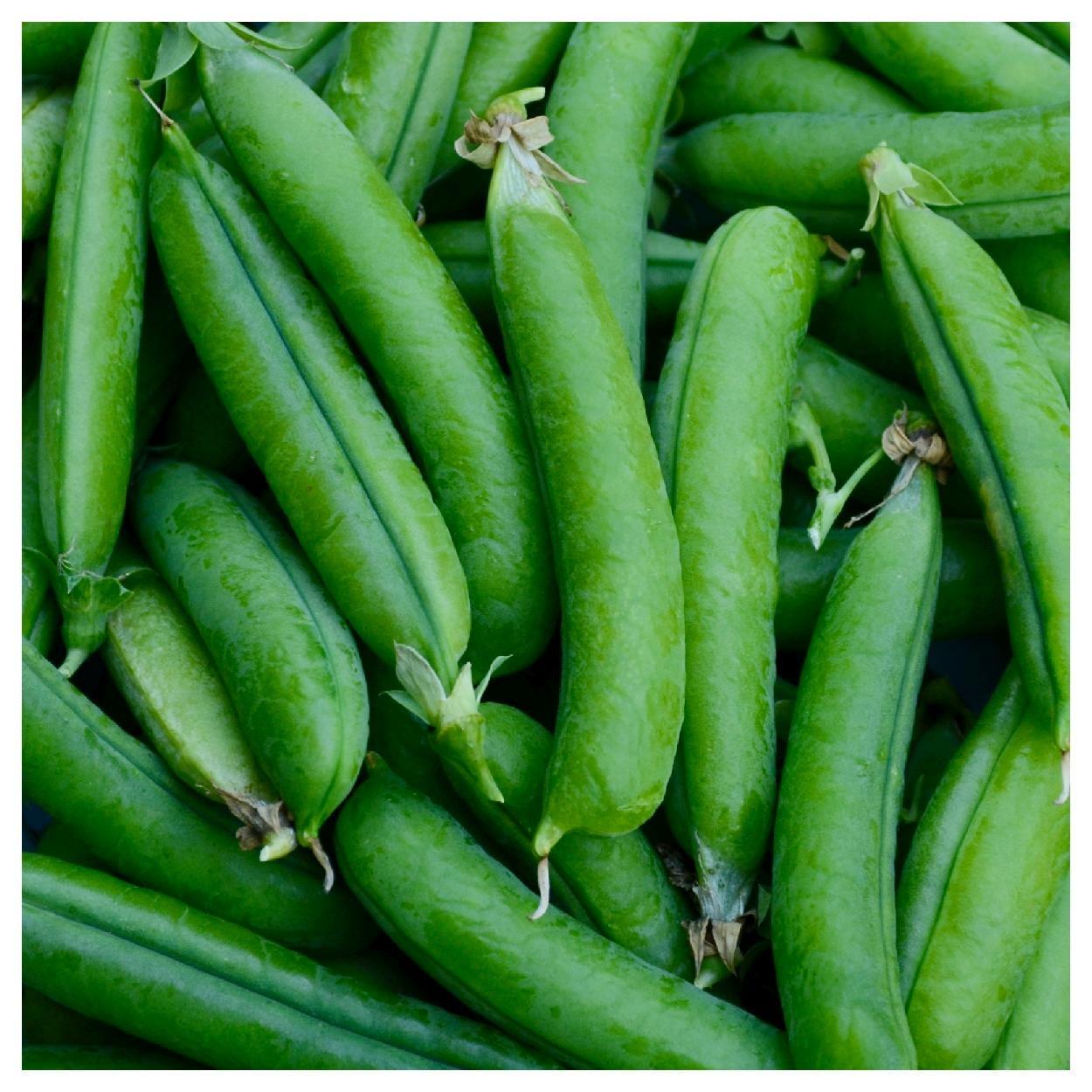 Everwilde Farms - 1 lb Little Marvel Garden Pea Seeds - Gold Vault Bulk Seed Packet