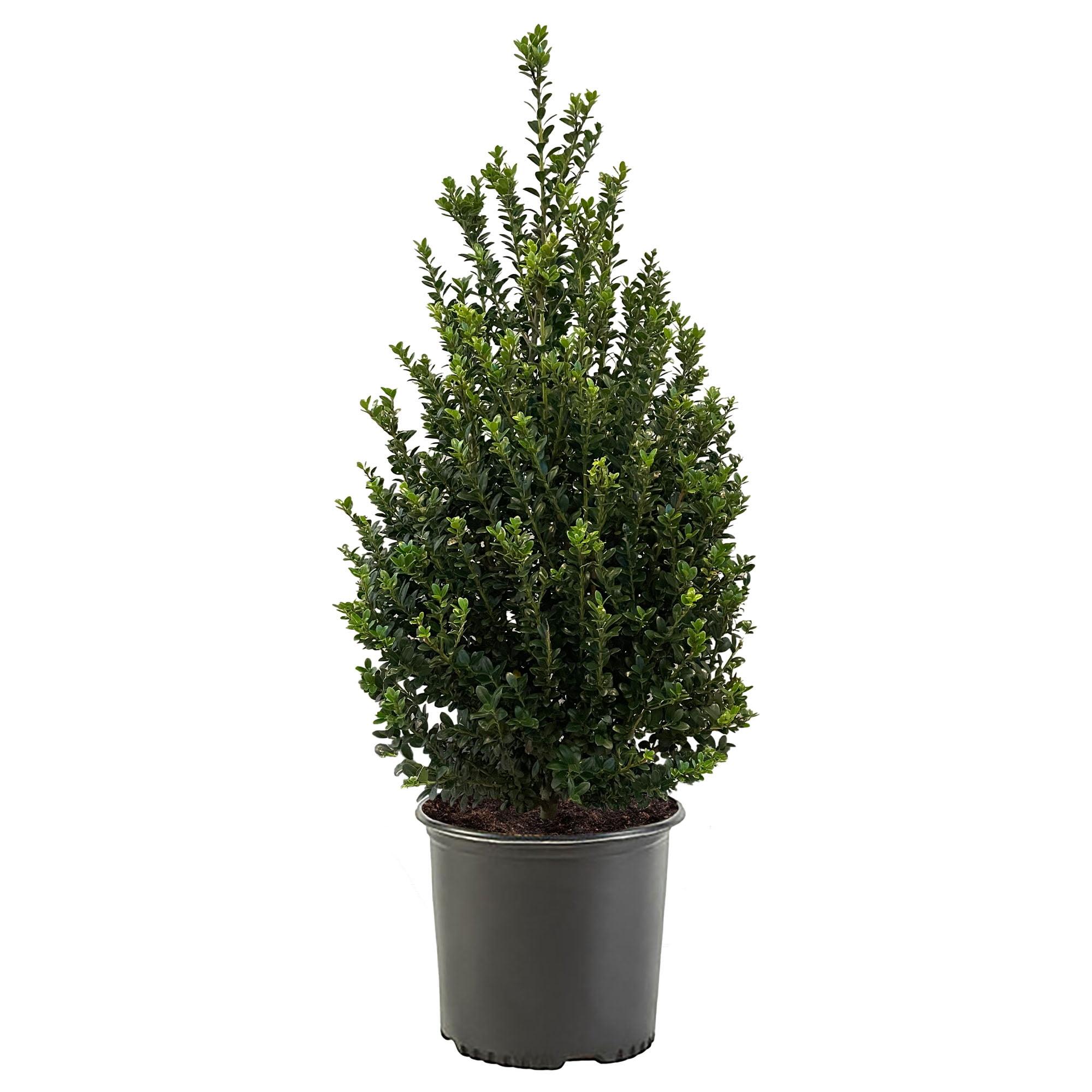 Expert Gardener 3 Gallon Holly Steeds Upright Japanese (Ilex) Live Shrub