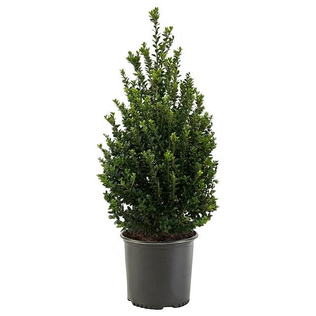 Expert Gardener 3 Gallon Holly Steeds Upright Japanese (Ilex) Live Shrub