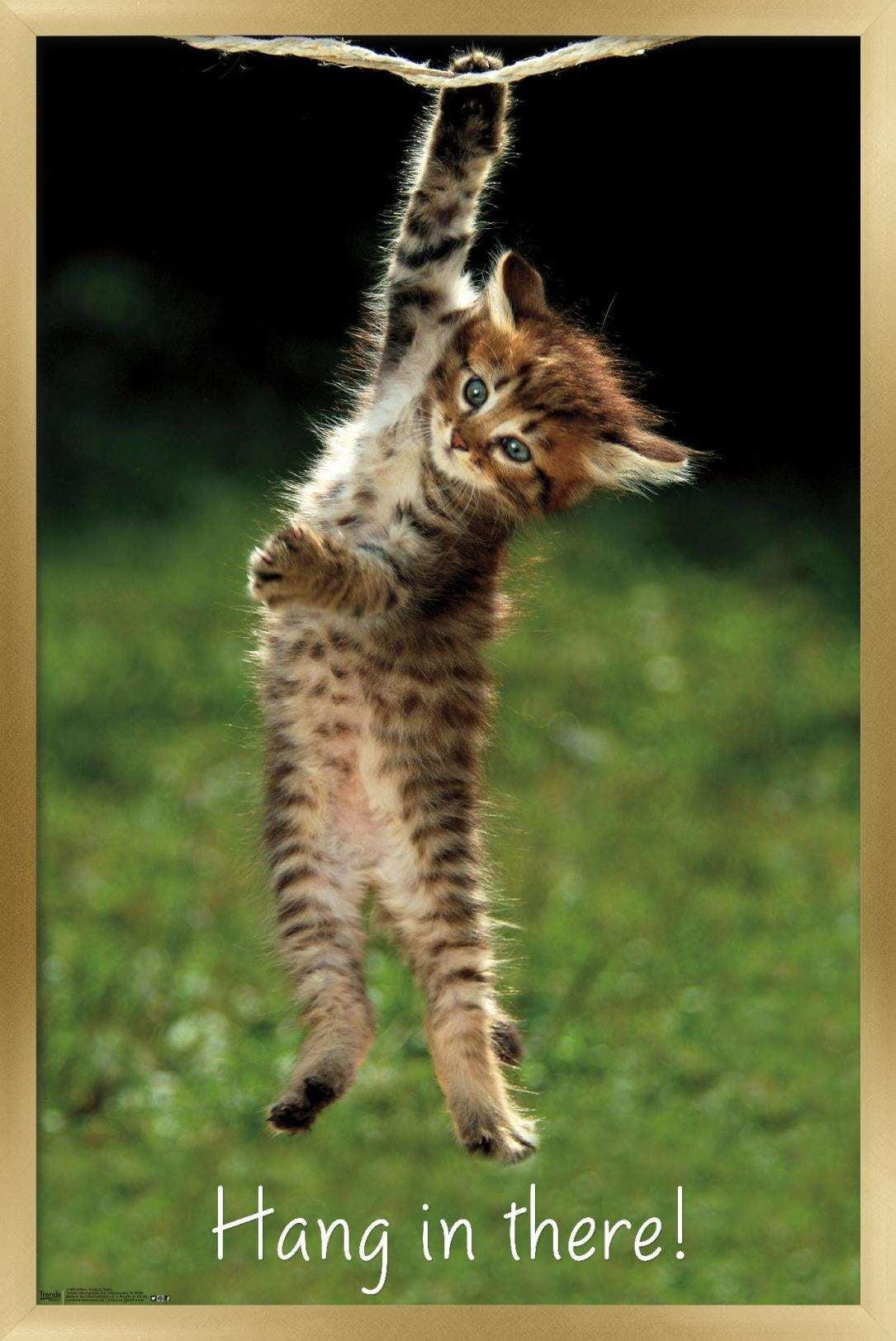 Famous Kitten Hang In There Poster Wall Poster, 22.375" x 34", Framed