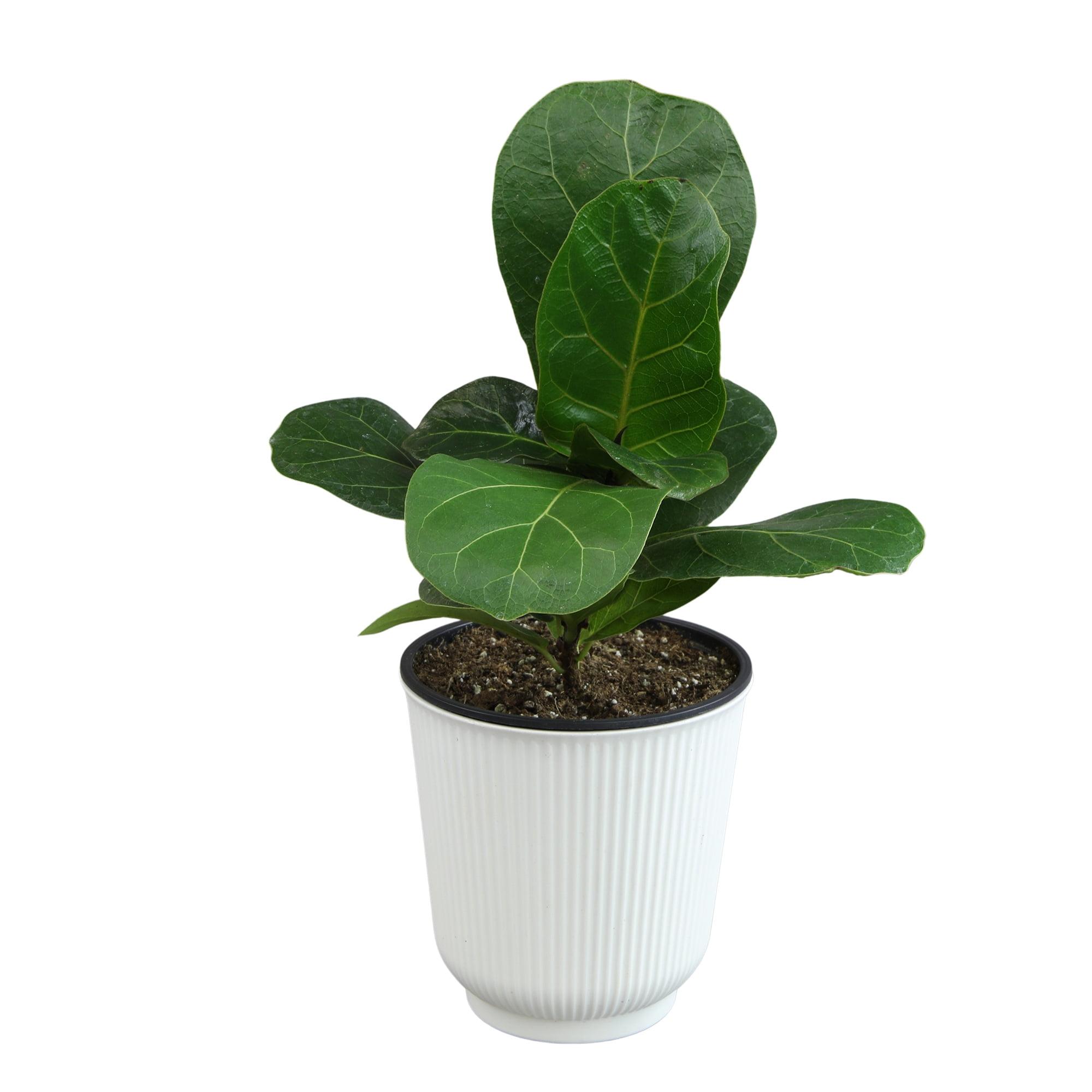 Large Fiddle-Leaf Fig in White Planter