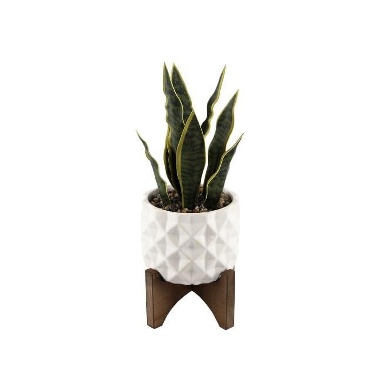 Tabletop Evergreen Succulent in White Ceramic Planter