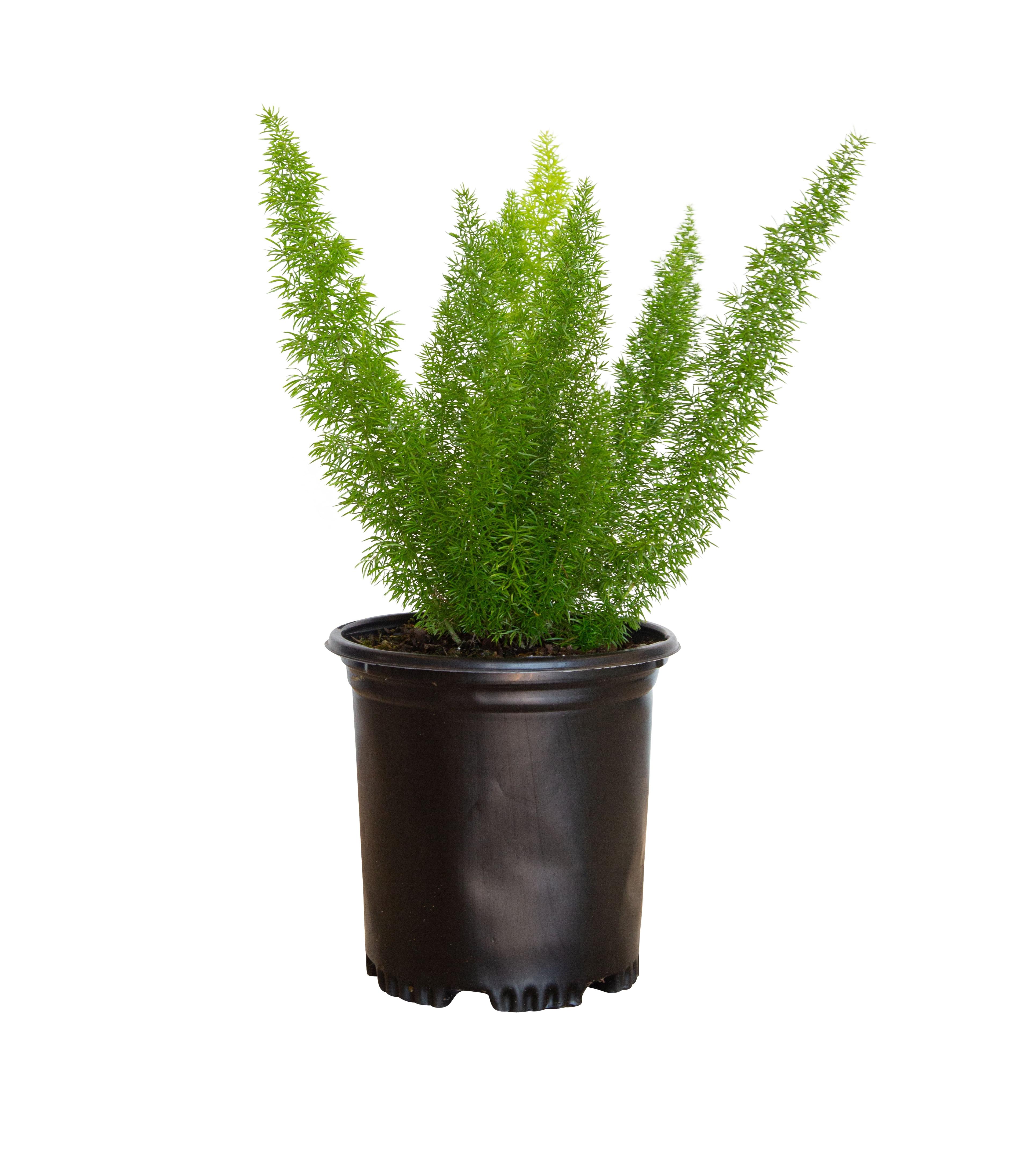 2.5 Qt. Foxtail Fern - Lush Perennial Plant for Shade to Part Sun