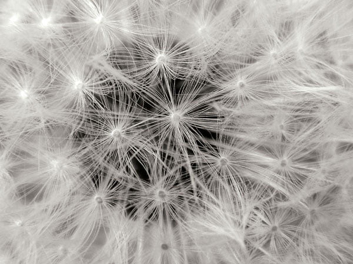 Dandelion Close-Up Black and White Fine Art Paper Print