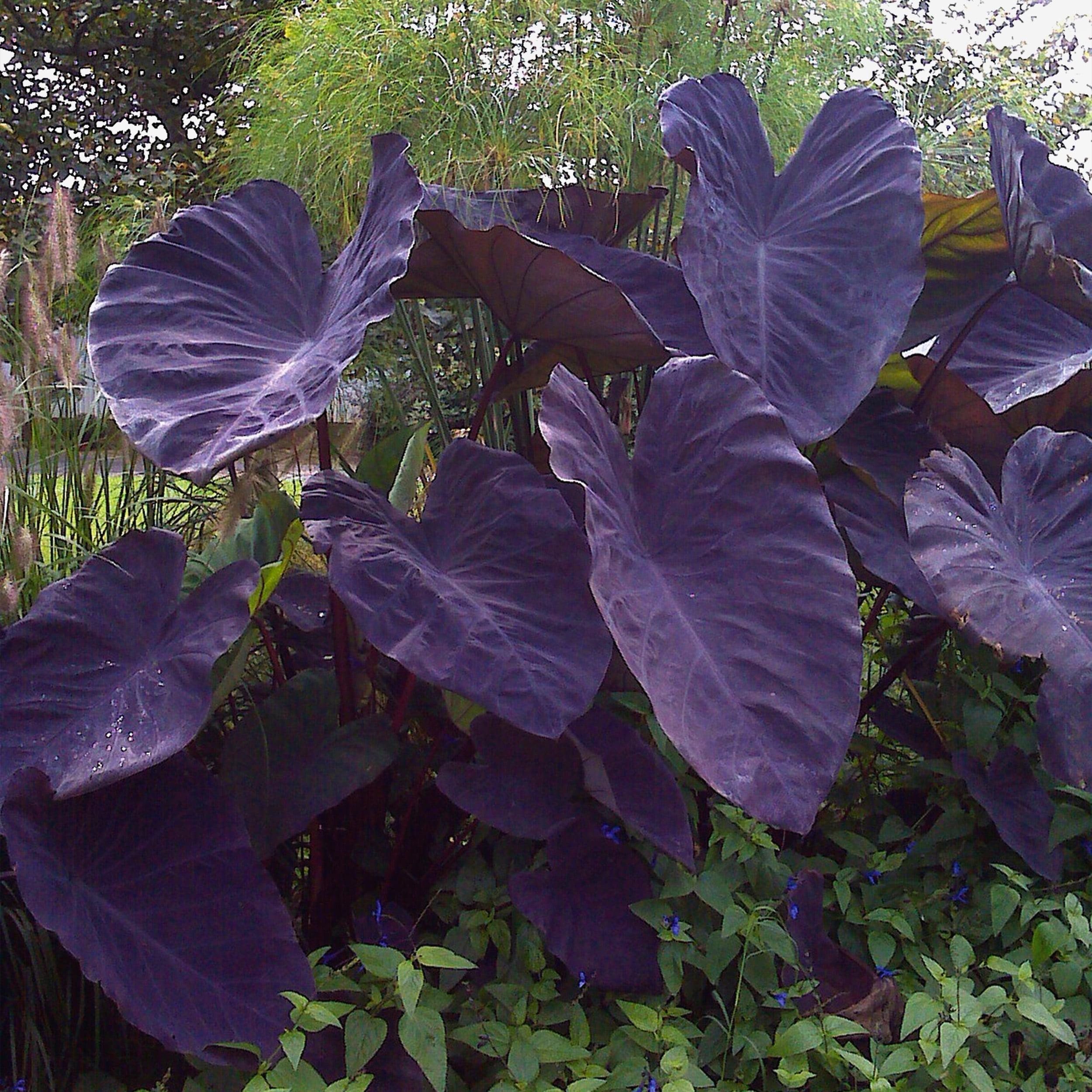 Garden State Bulb Premium Black Magic Elephant Ear Bulbs, 5/7 inches (Bag of 3) Spring Planting