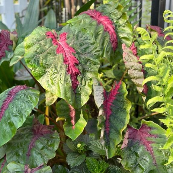 Garden State Bulb Colocasia Madeira Star Elephant Ear Bulbs, Spring Planting (Bag of 1)