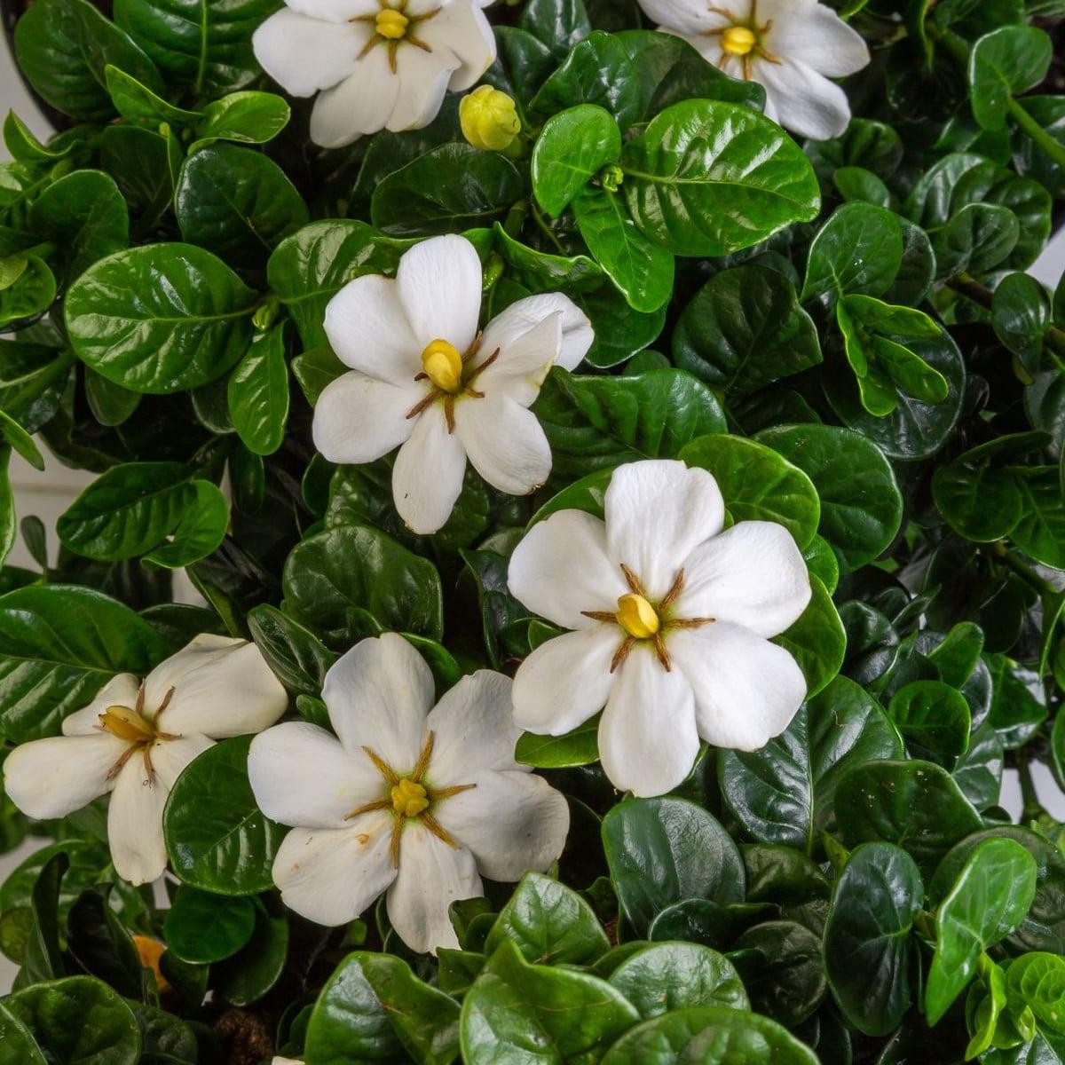 2.5 Quart Diamond Spire Gardenia - Upright Evergreen Shrub with Fragrant White Blooms