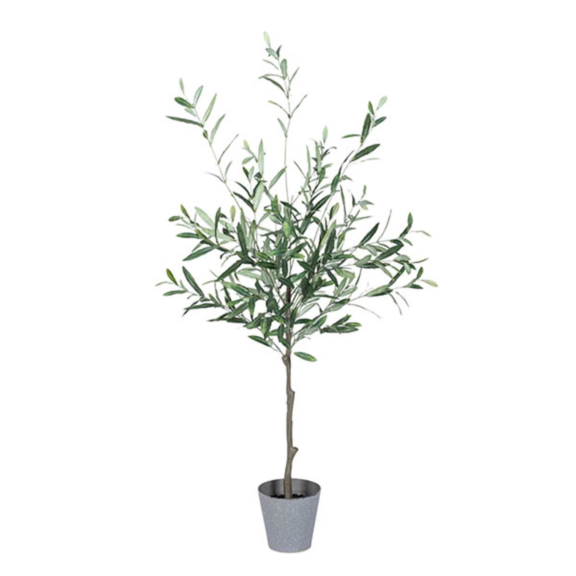 4-Foot Green Olive Tree in Gray Plastic Pot