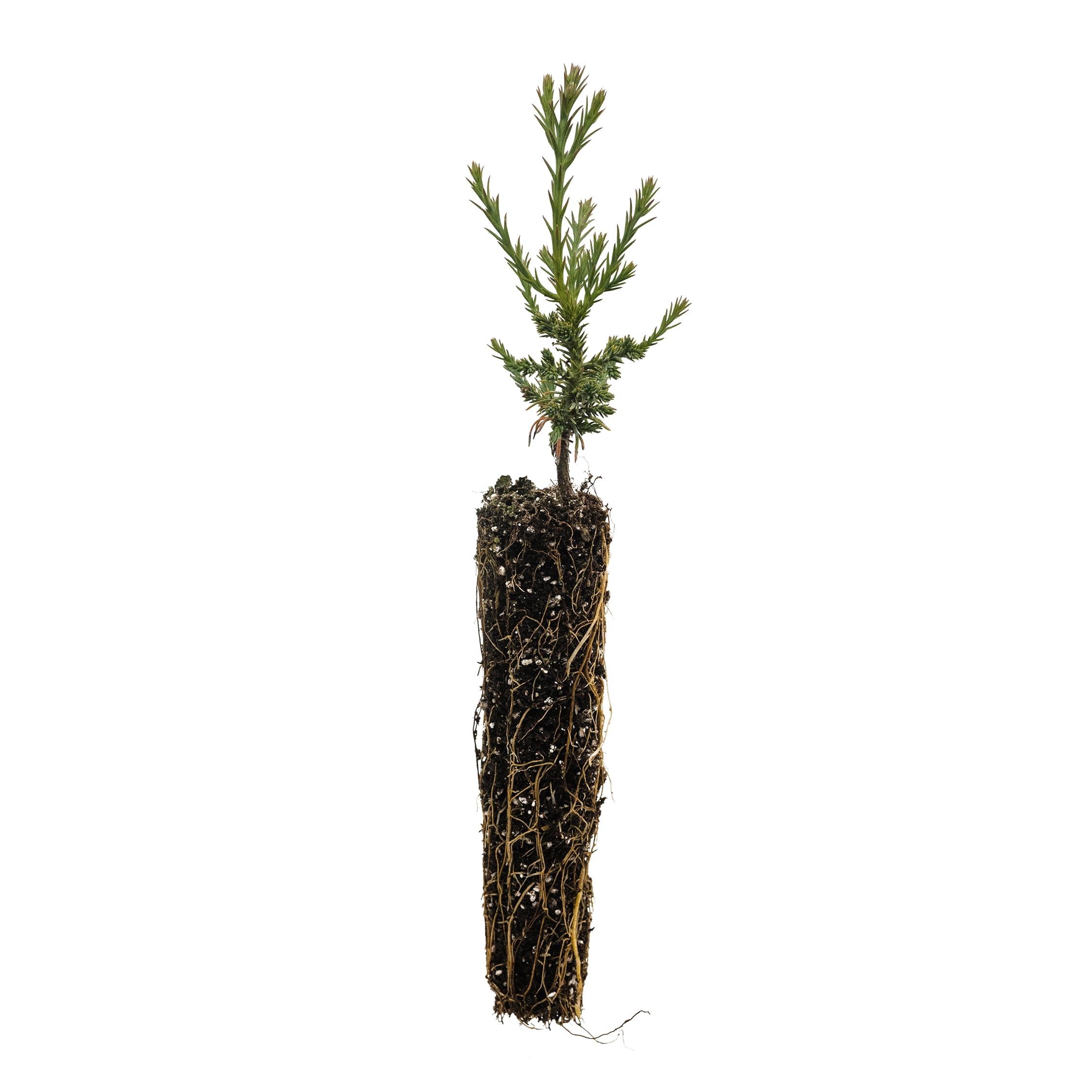 Giant Sequoia Evergreen Tree Seedling in 1 Gallon Pot