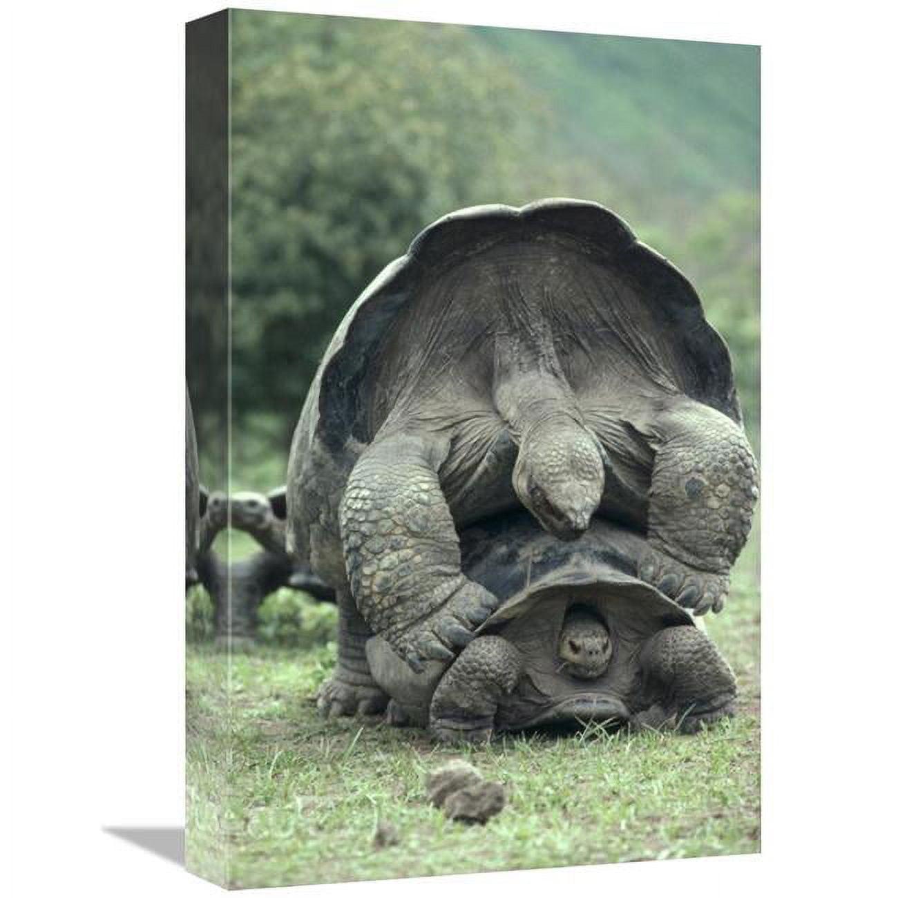East Urban Home " Galapagos Giant Tortoises Mating, Alcedo Volcano, Galapagos Islands "