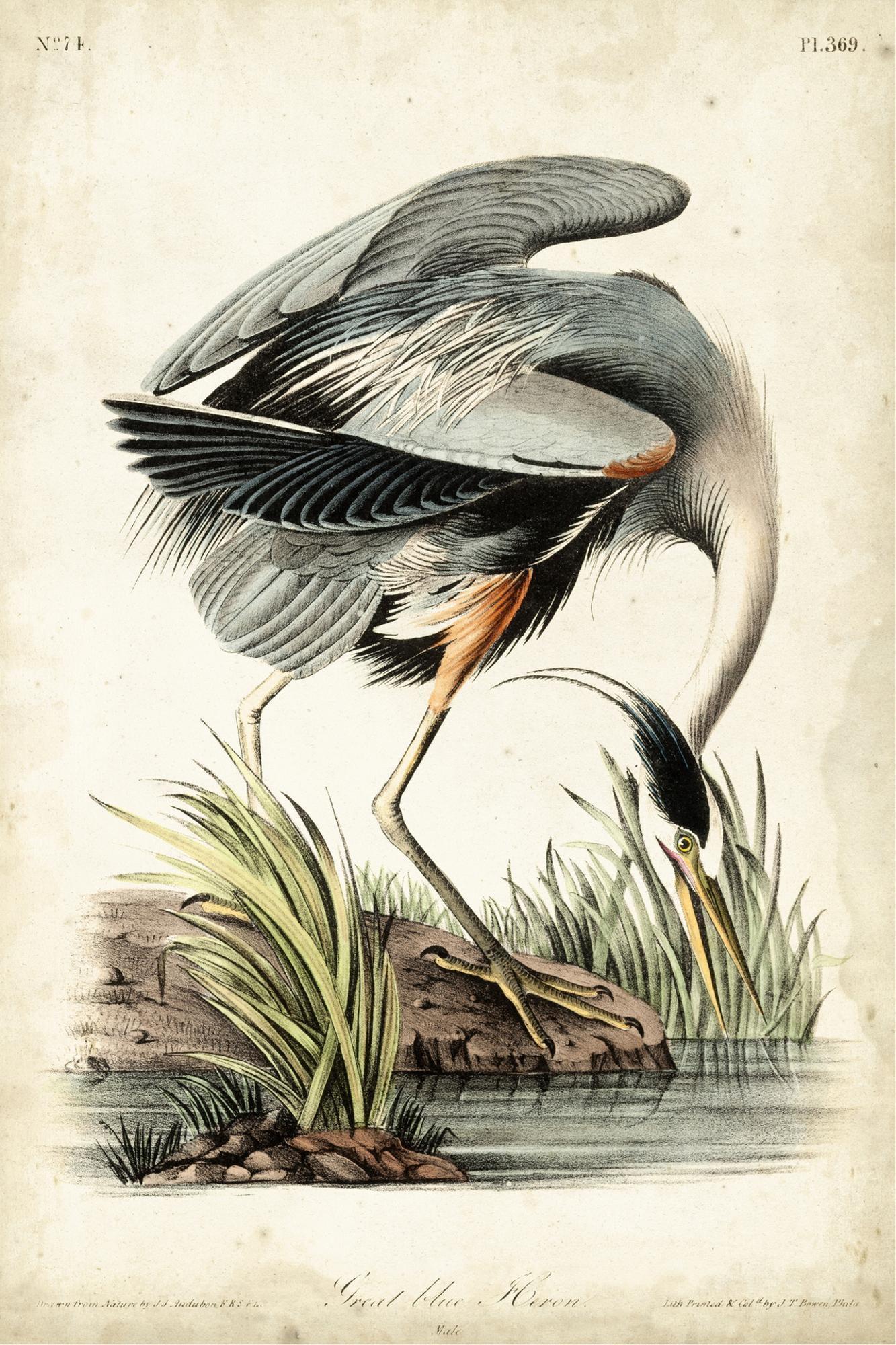 Art.com Great Blue Heron Art Print by John James Audubon, 16" x 24"