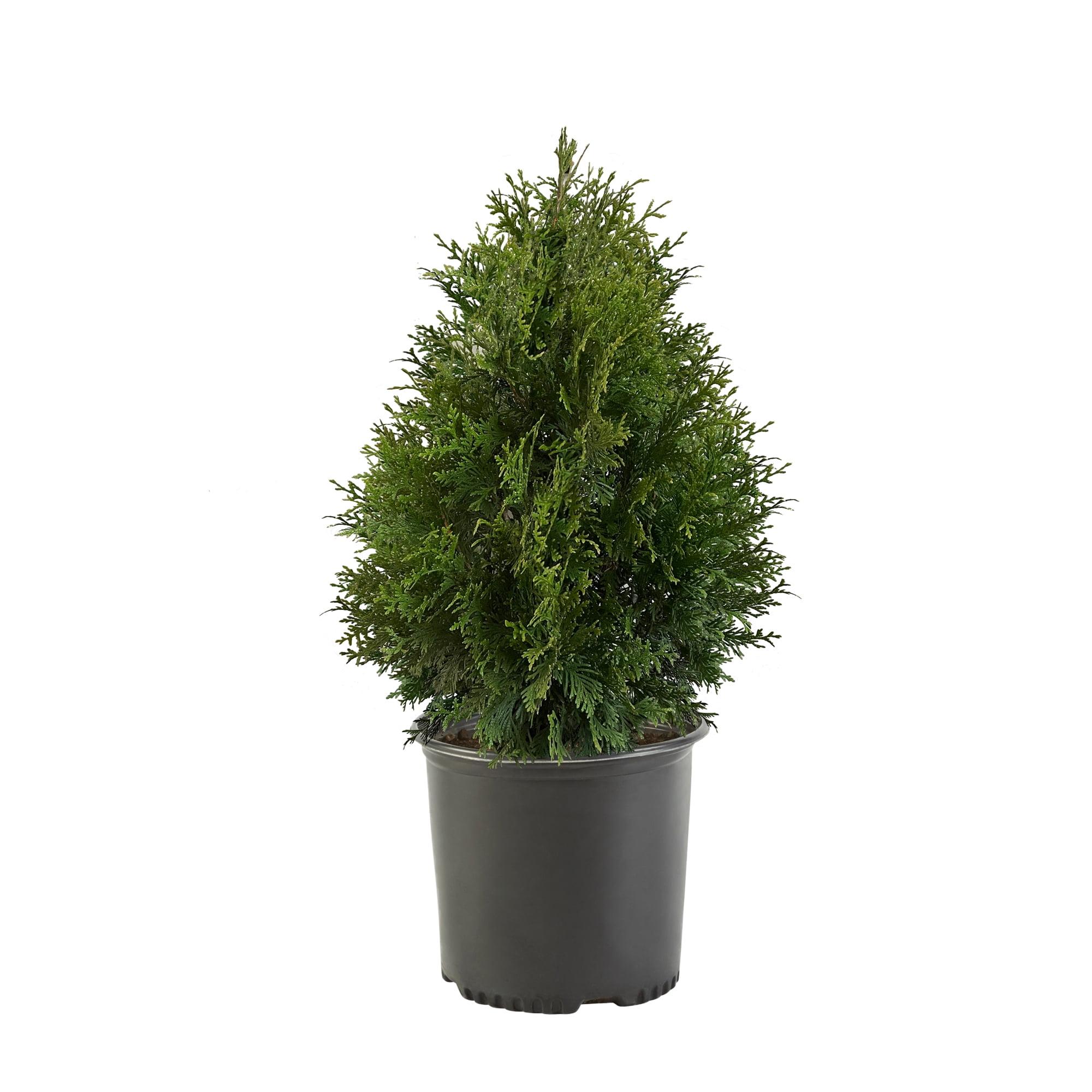 2.25 Gallon Green Giant Arborvitae Live Evergreen Shrub