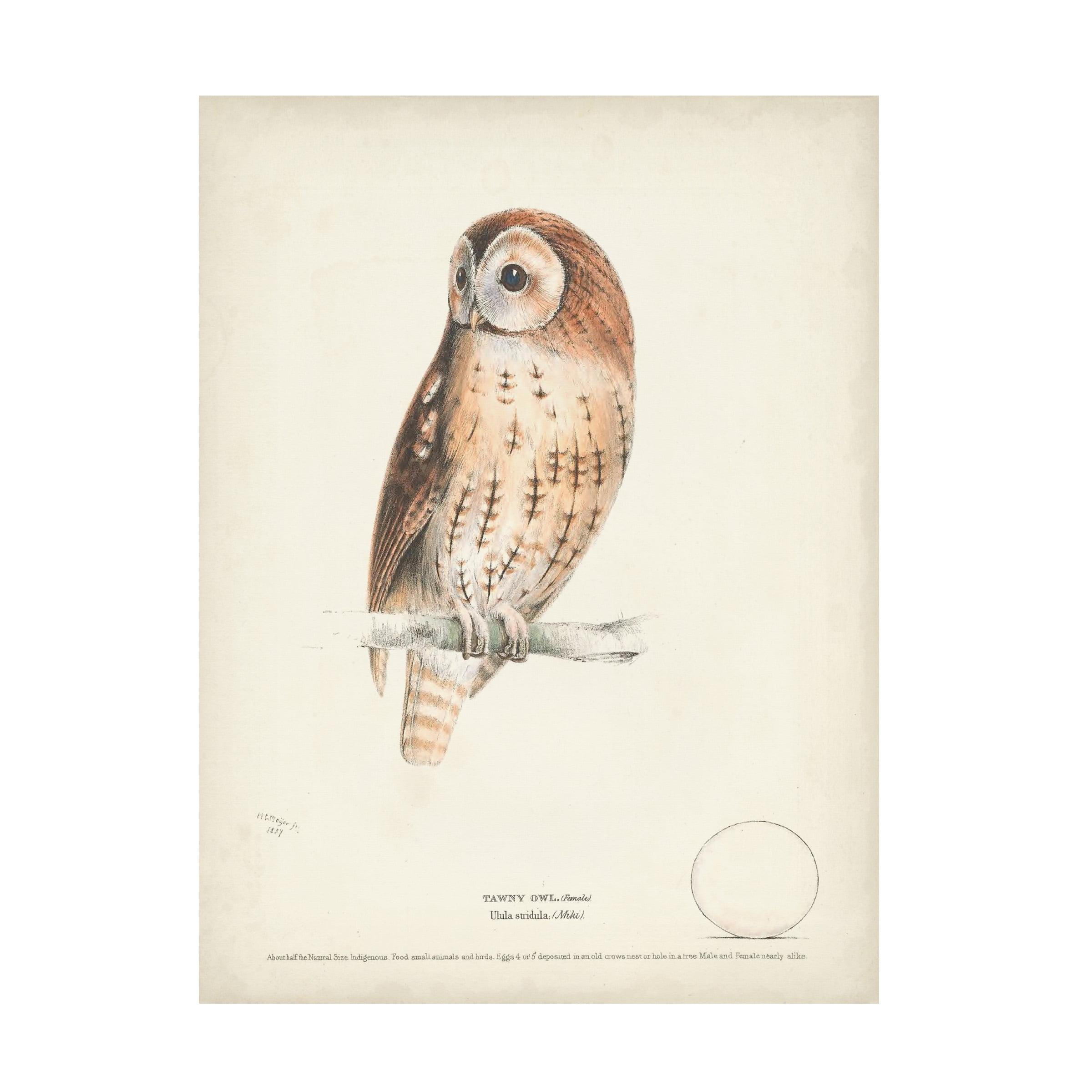 H. L. Meyer 'Tawny Owl' Canvas Art