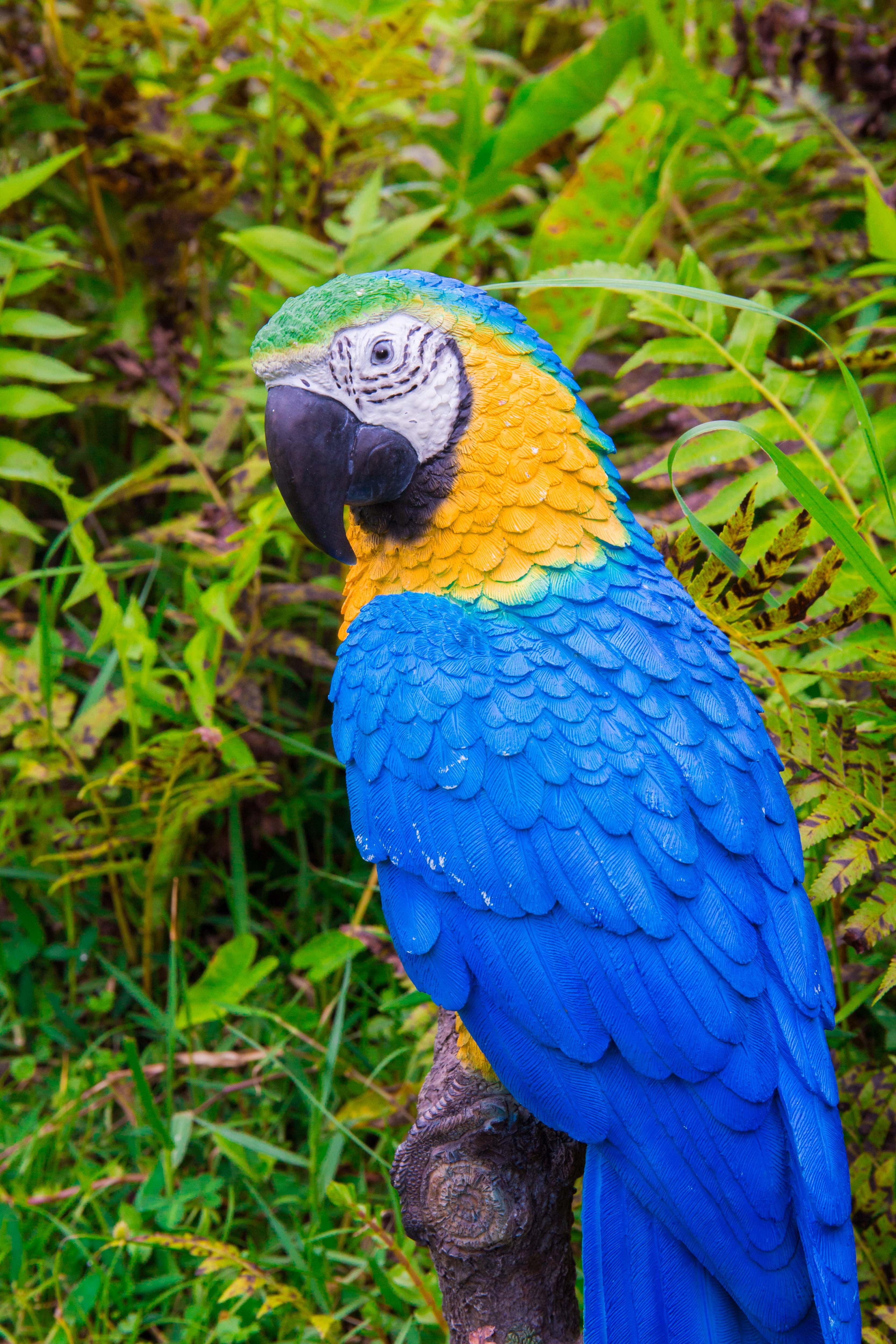 Blue and Yellow Parrot on Branch Polyresin Statue