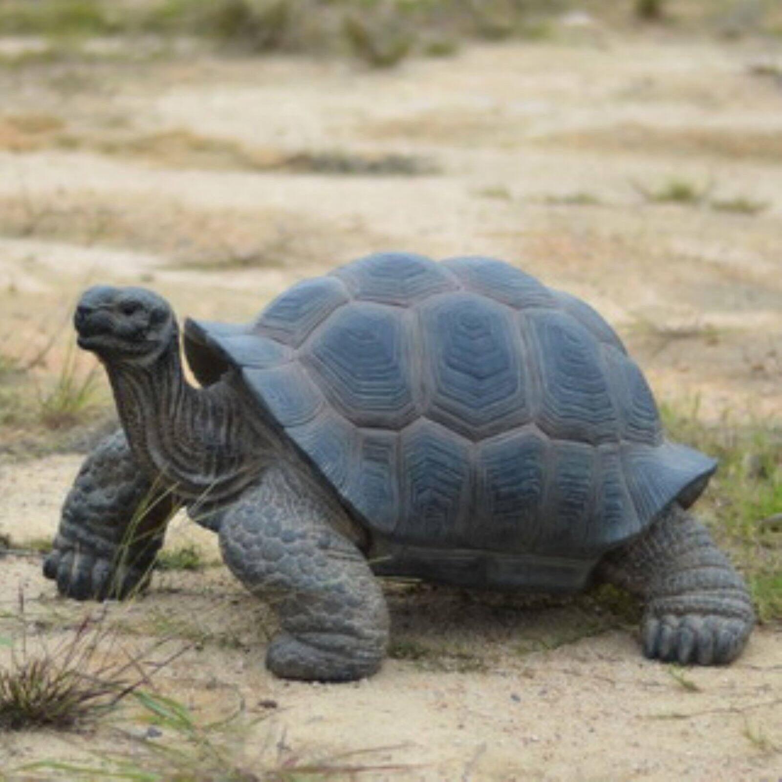 Tortoise Statue