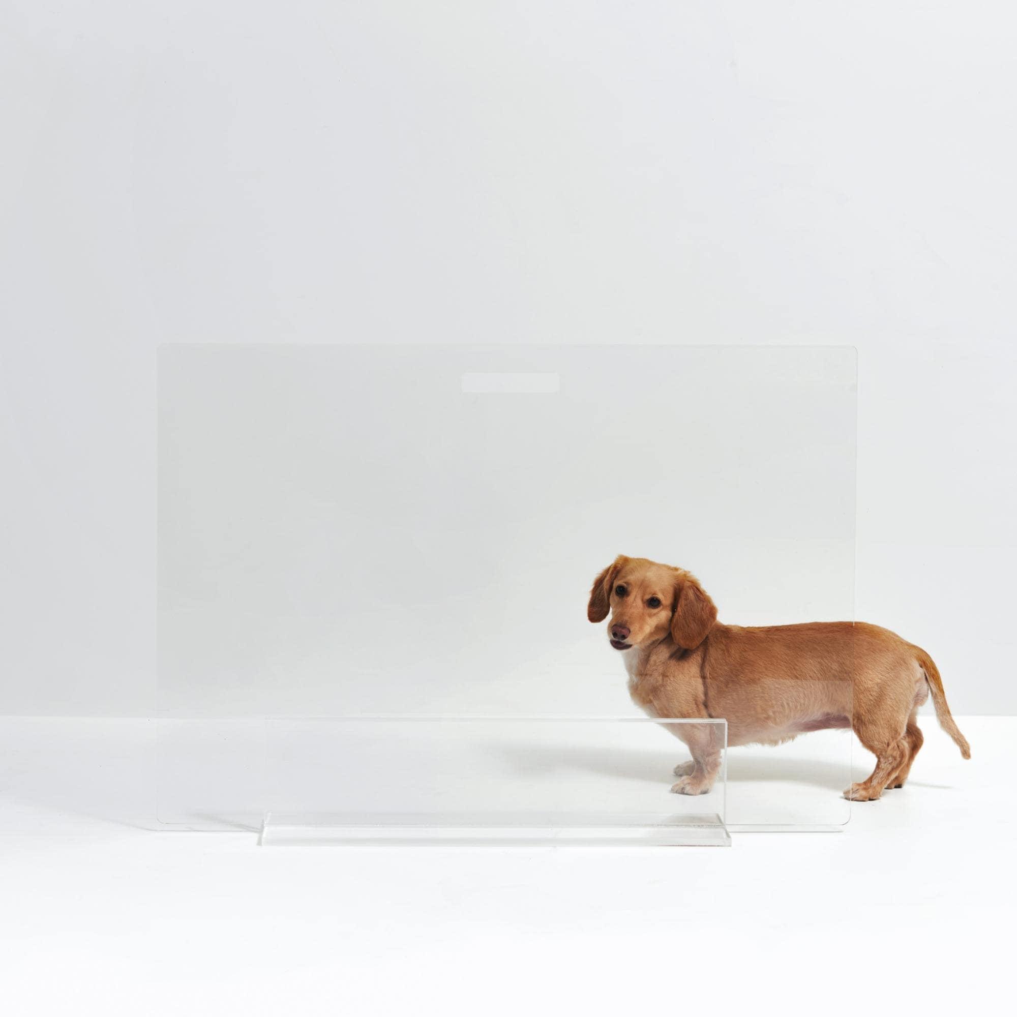 Clear Freestanding Panel Pet Gate