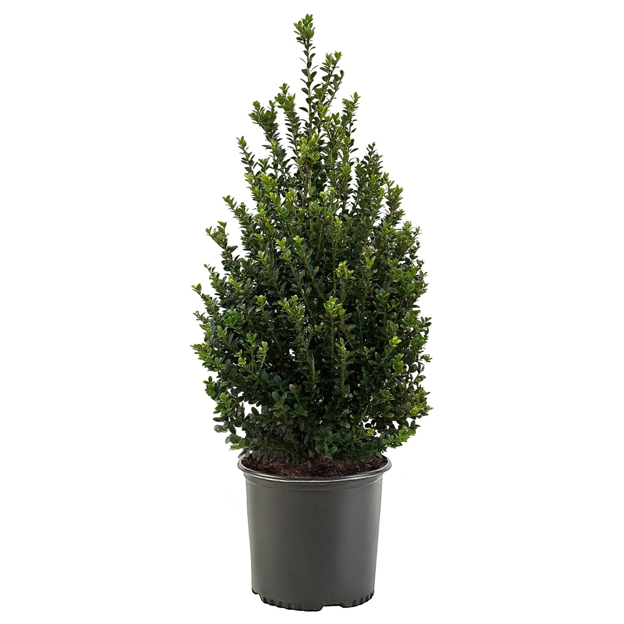 2.25 Gallon Dark Green Steeds Upright Japanese Holly Shrub