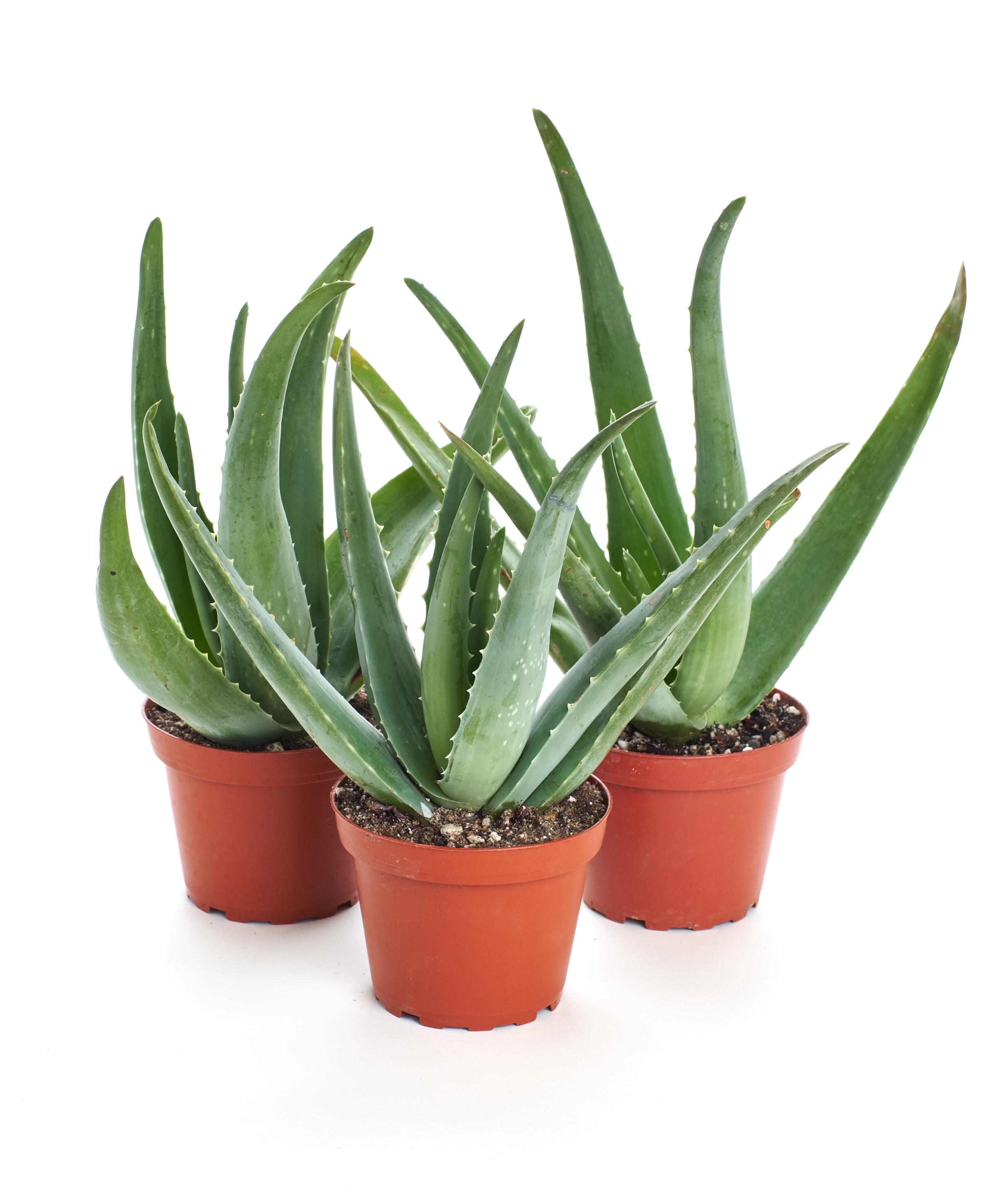 Petite Indoor/Outdoor 3-Pack Aloe Vera in 2" Brown Pots