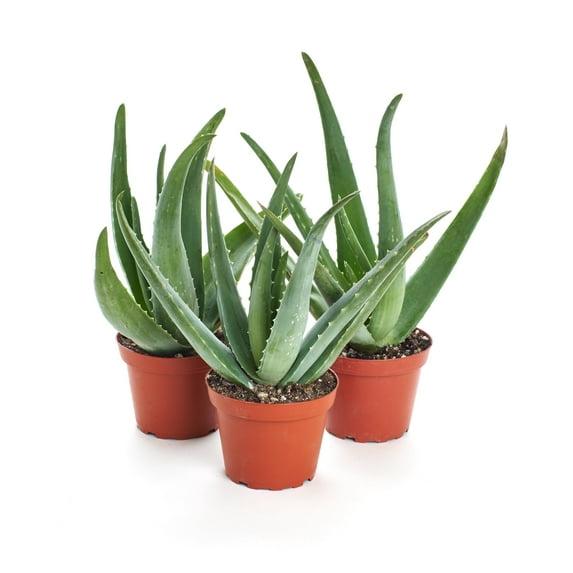 Home Botanicals 4" Aloe Vera Plant (3)