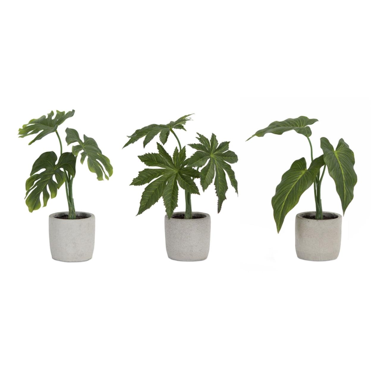 Melrose Potted Foliage Plant (Set of 6)