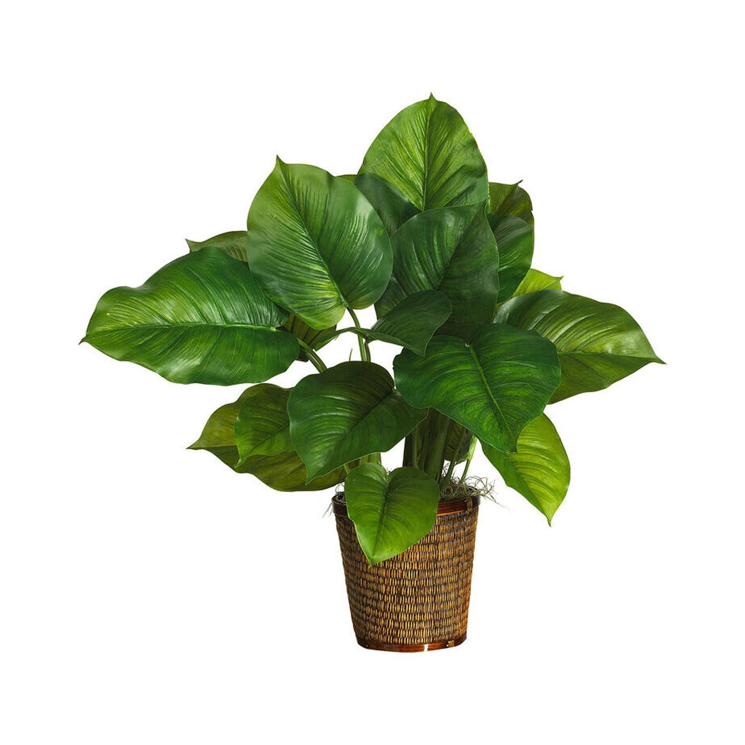 29-Inch Large Leaf Philodendron in Wicker Basket