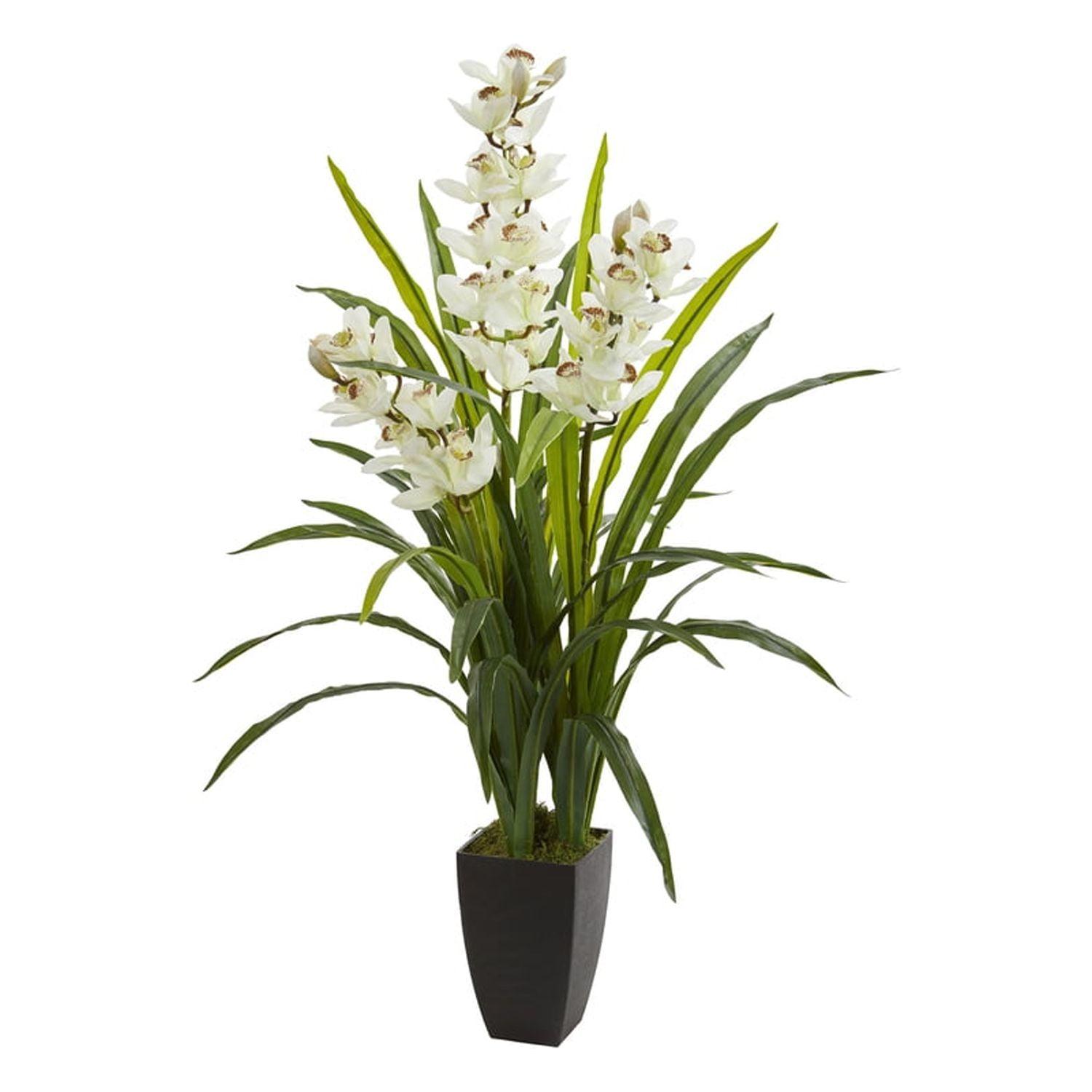 Elegant Summer White Cymbidium Orchid in Pot, 45" Tall