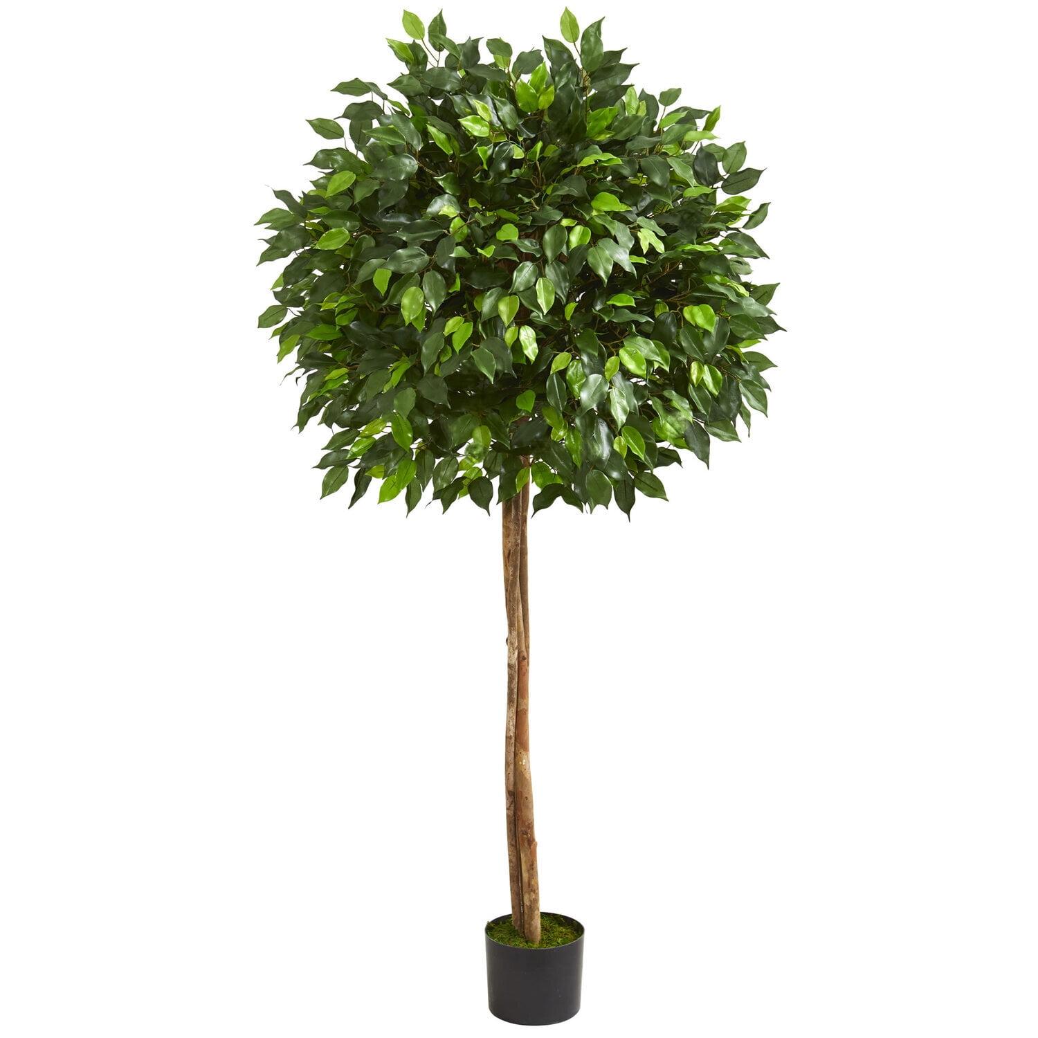 Twilight Glow Ficus: 5.5' Outdoor Illuminated White Potted Plant